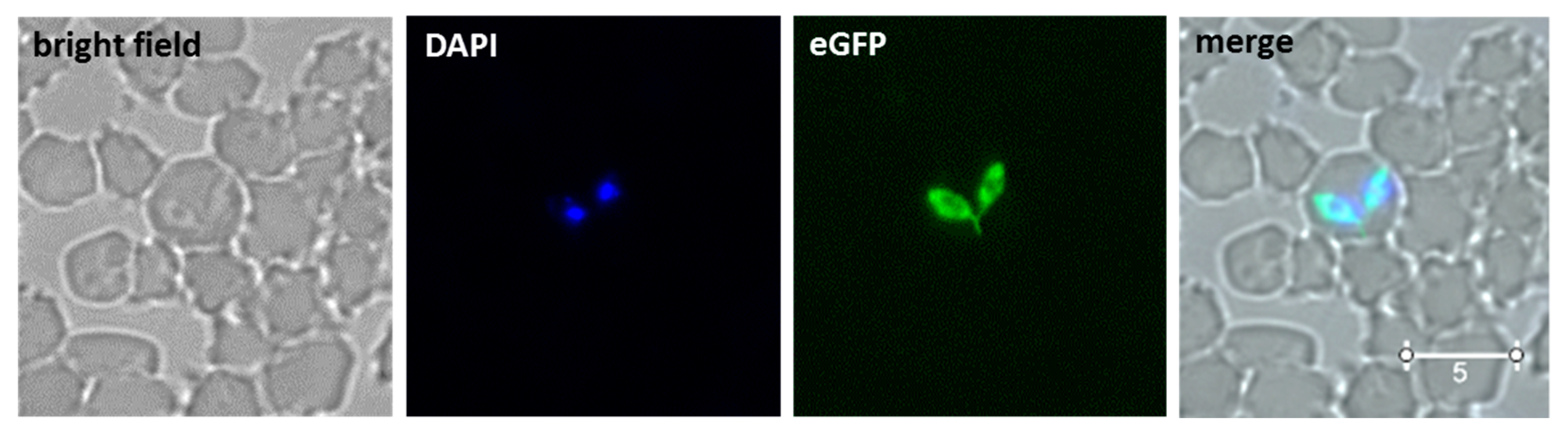 Pathogens 10 00135 g002