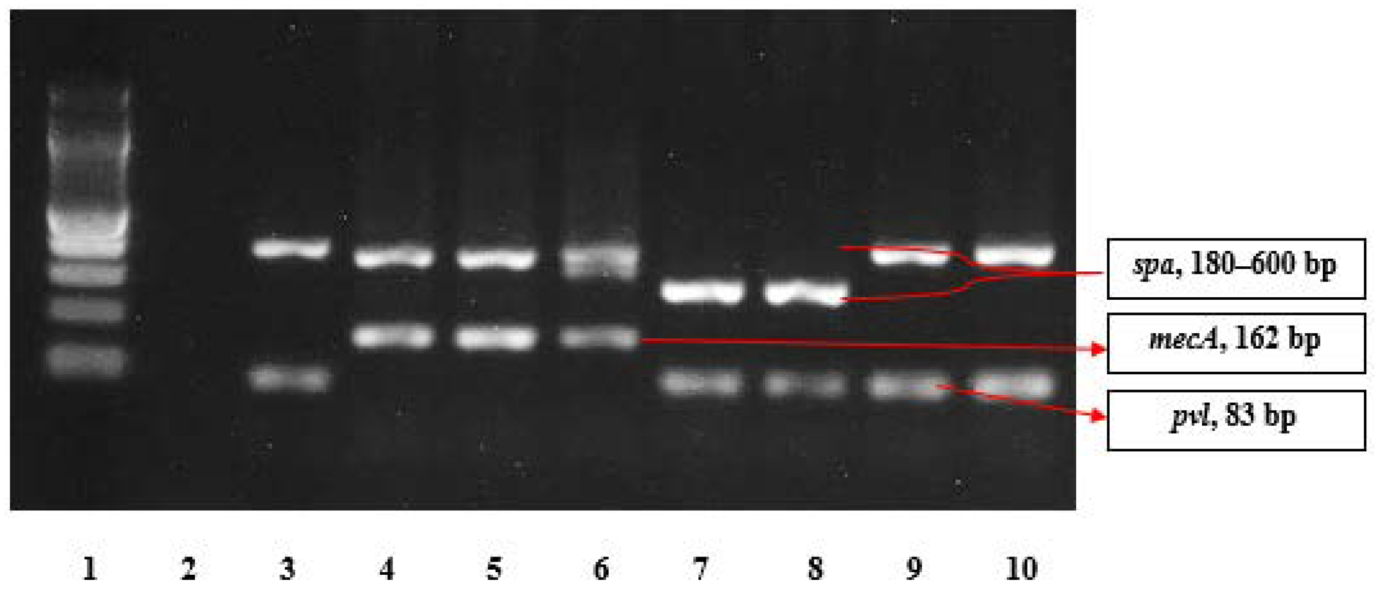 Pathogens 10 00136 g001