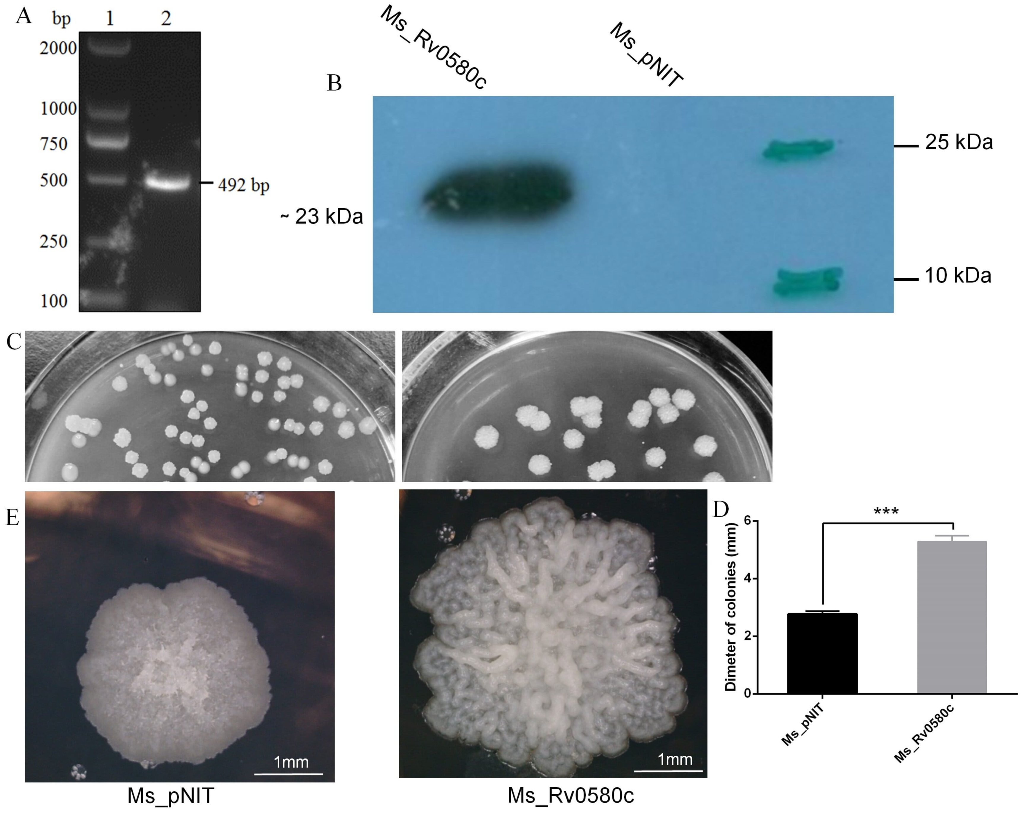 Pathogens 10 00143 g002