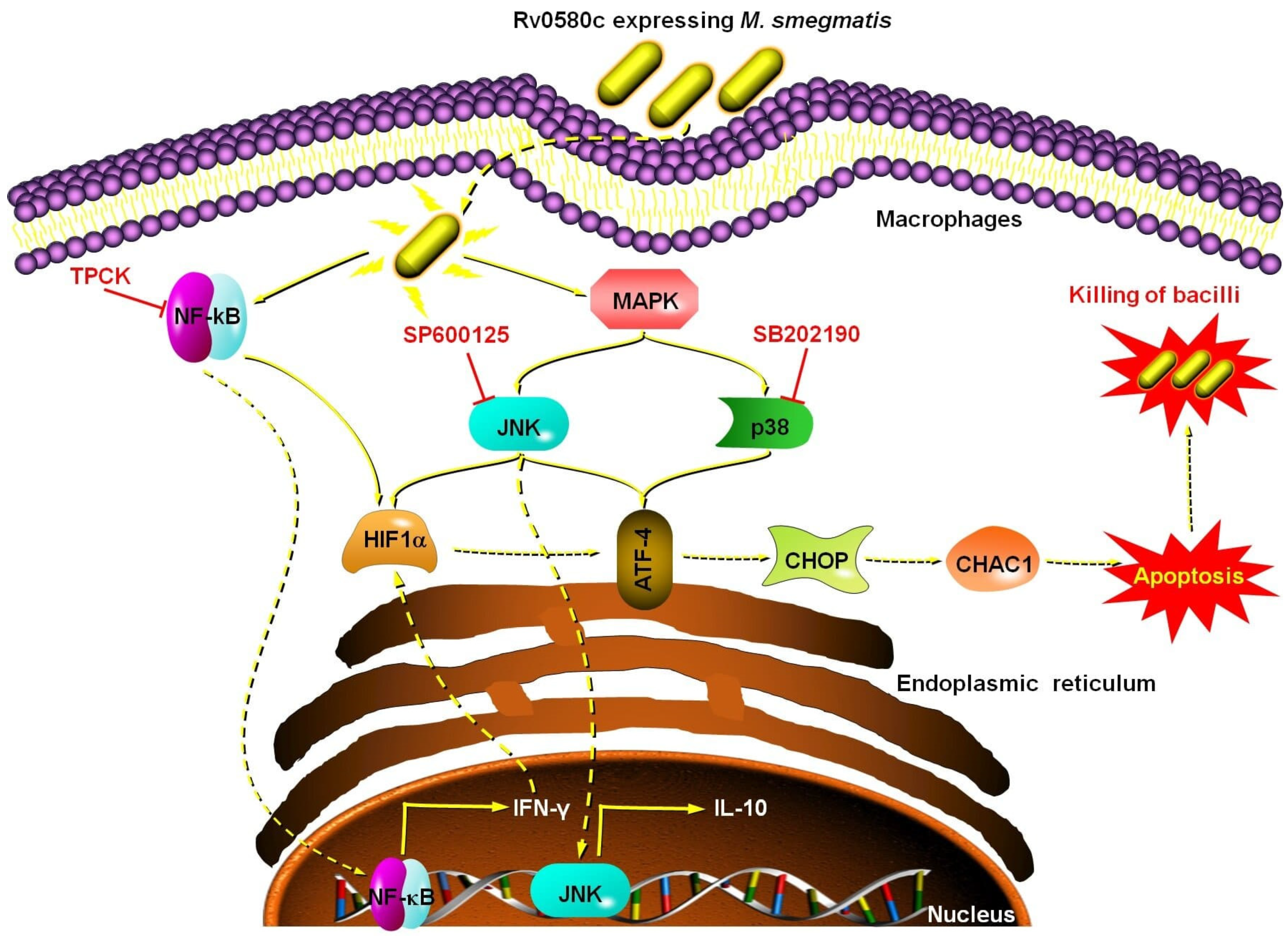 Pathogens 10 00143 g007
