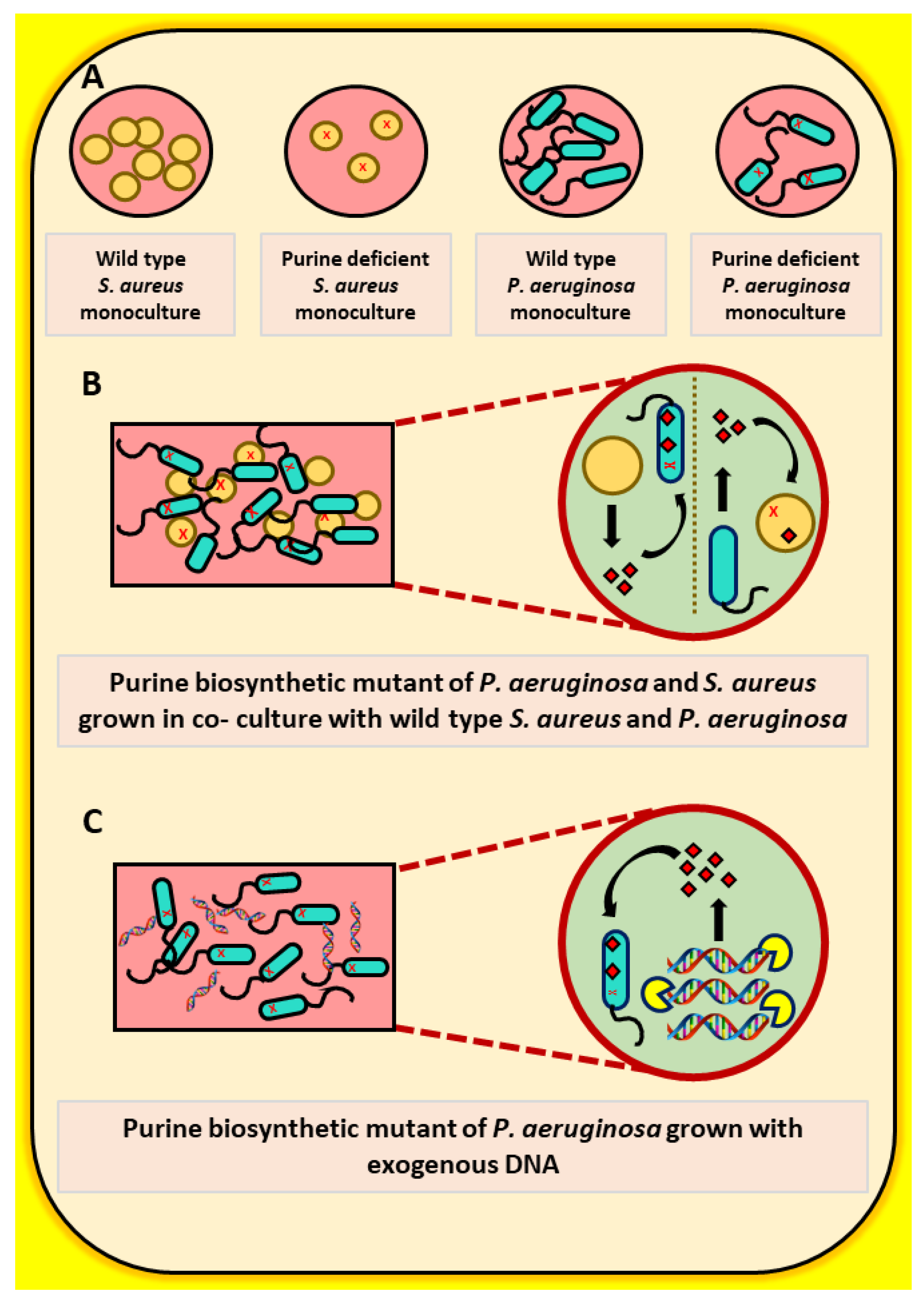 Pathogens 10 00146 g005