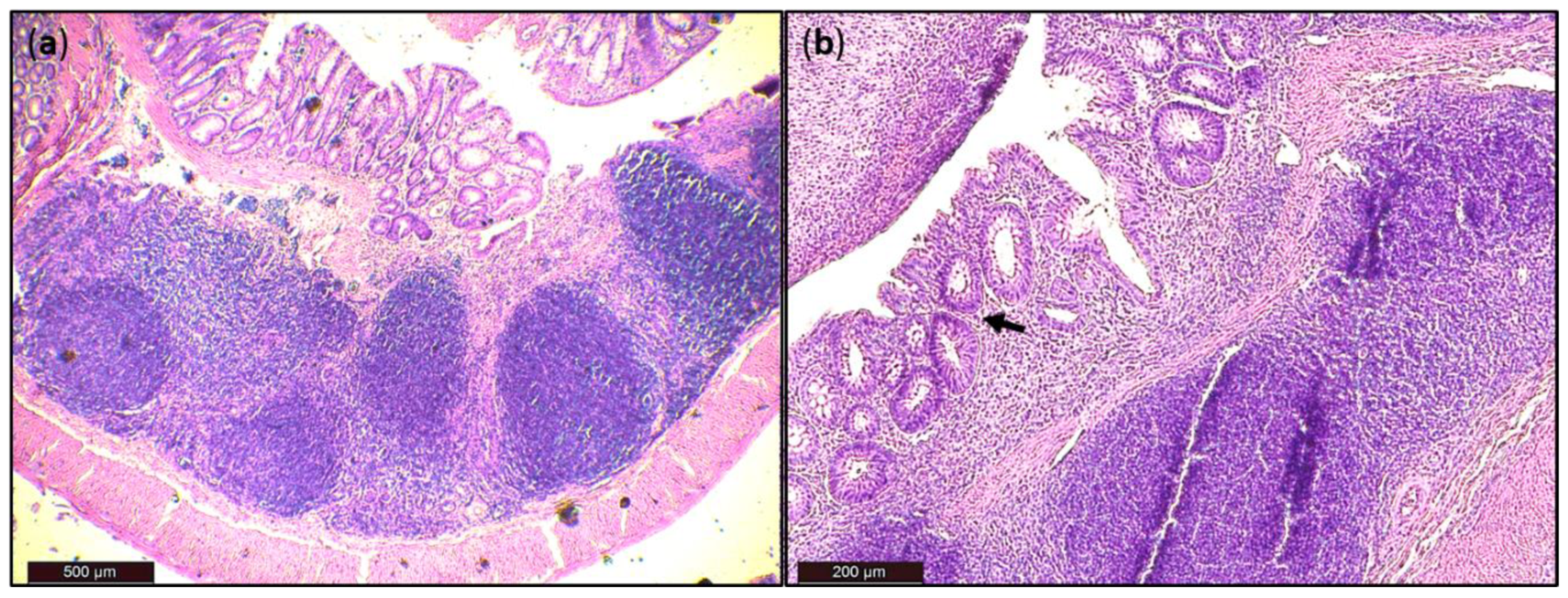 Pathogens 10 00152 g007
