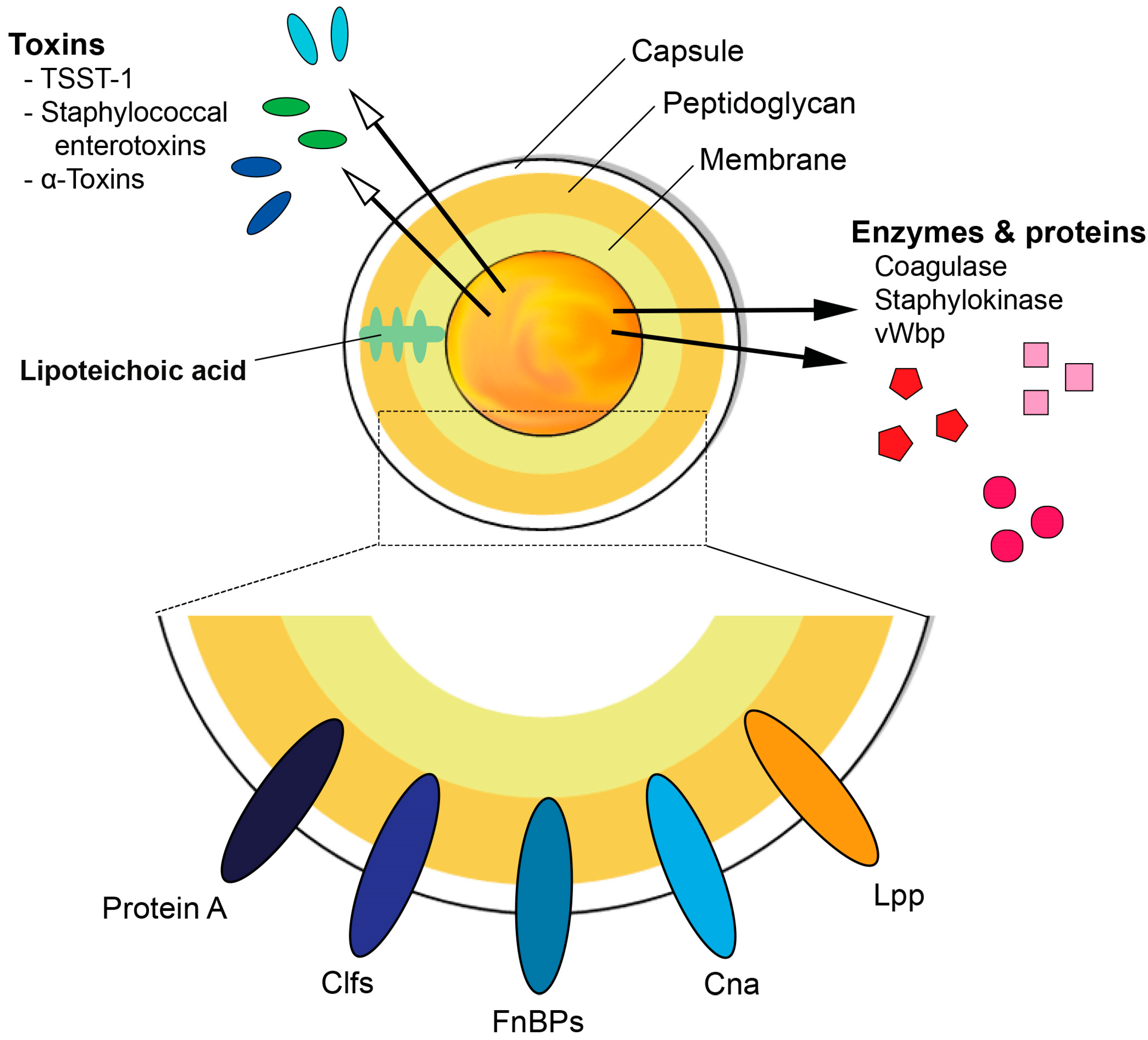 Pathogens 10 00158 g001 Pathogens 10 00158 g001
