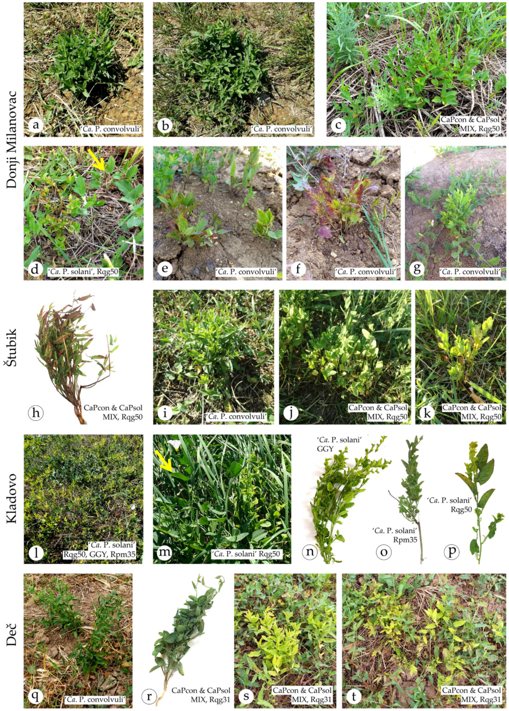 Pathogens 10 00160 g001 Pathogens 10 00160 g001
