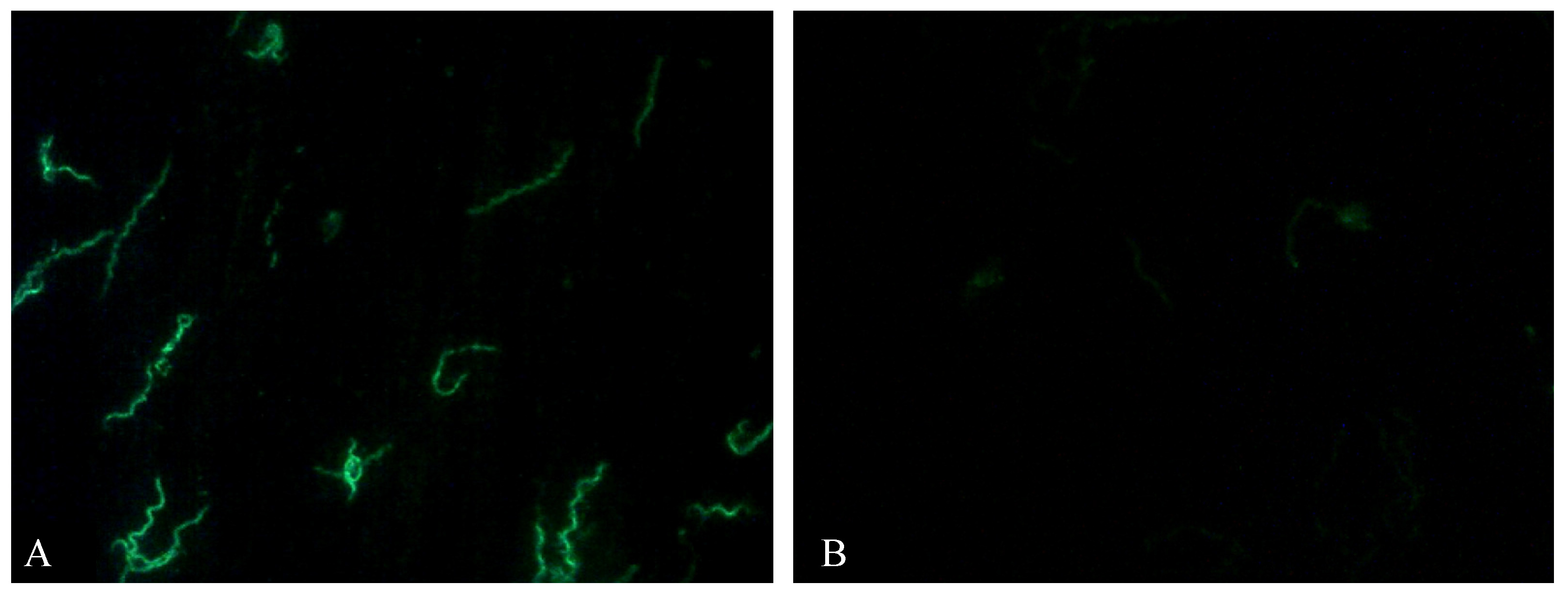 Pathogens 10 00164 g001