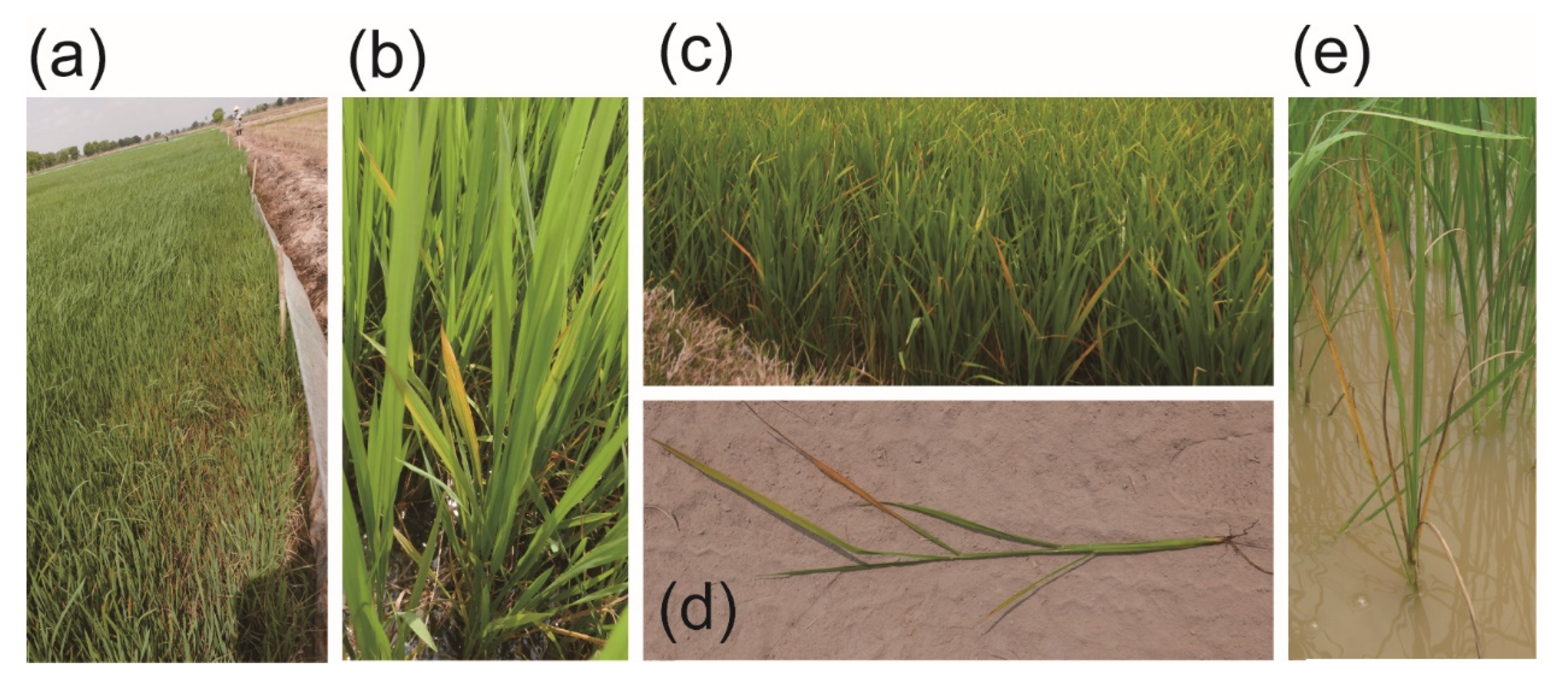 Pathogens 10 00169 g001 Pathogens 10 00169 g001