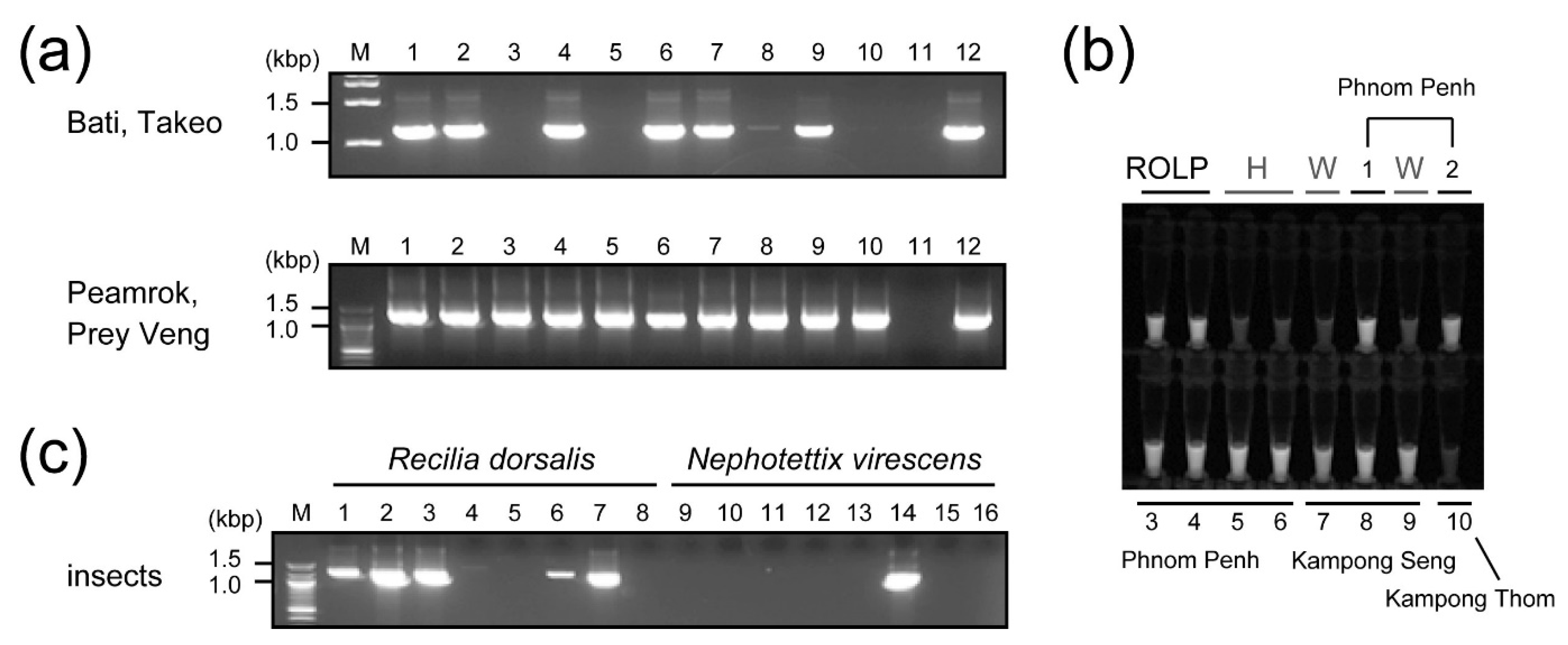 Pathogens 10 00169 g002 Pathogens 10 00169 g002