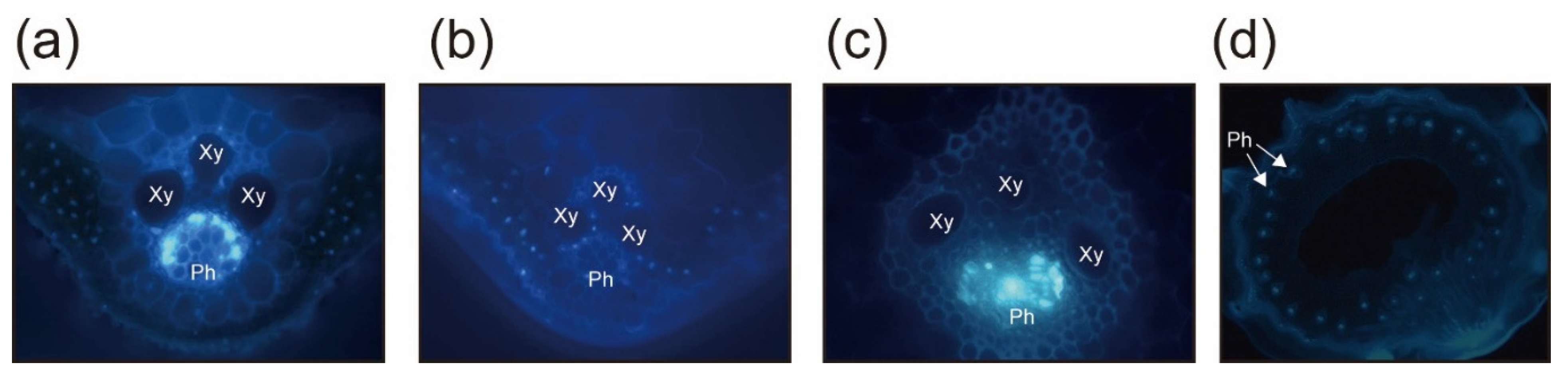 Pathogens 10 00169 g005 Pathogens 10 00169 g005