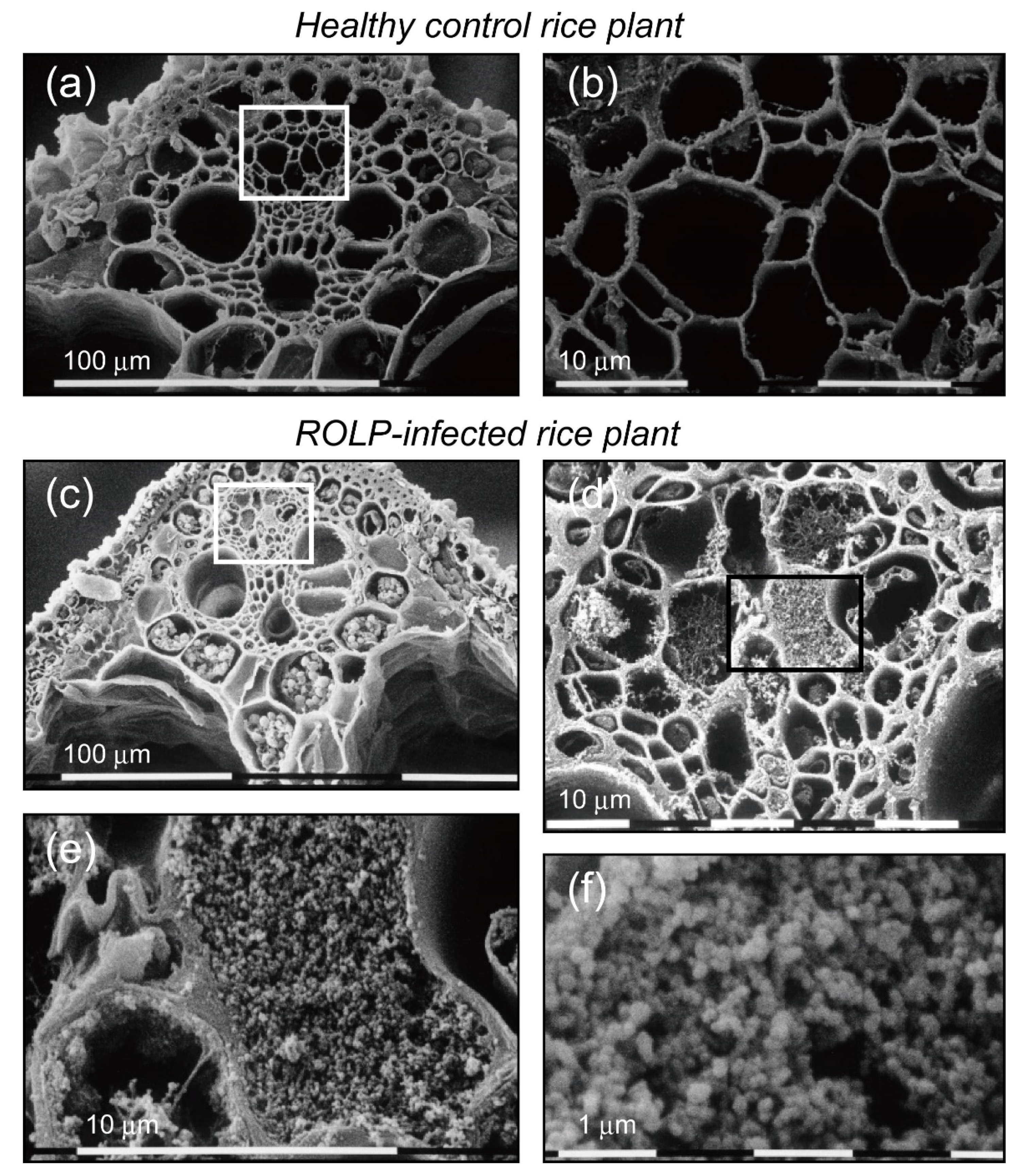 Pathogens 10 00169 g006 Pathogens 10 00169 g006