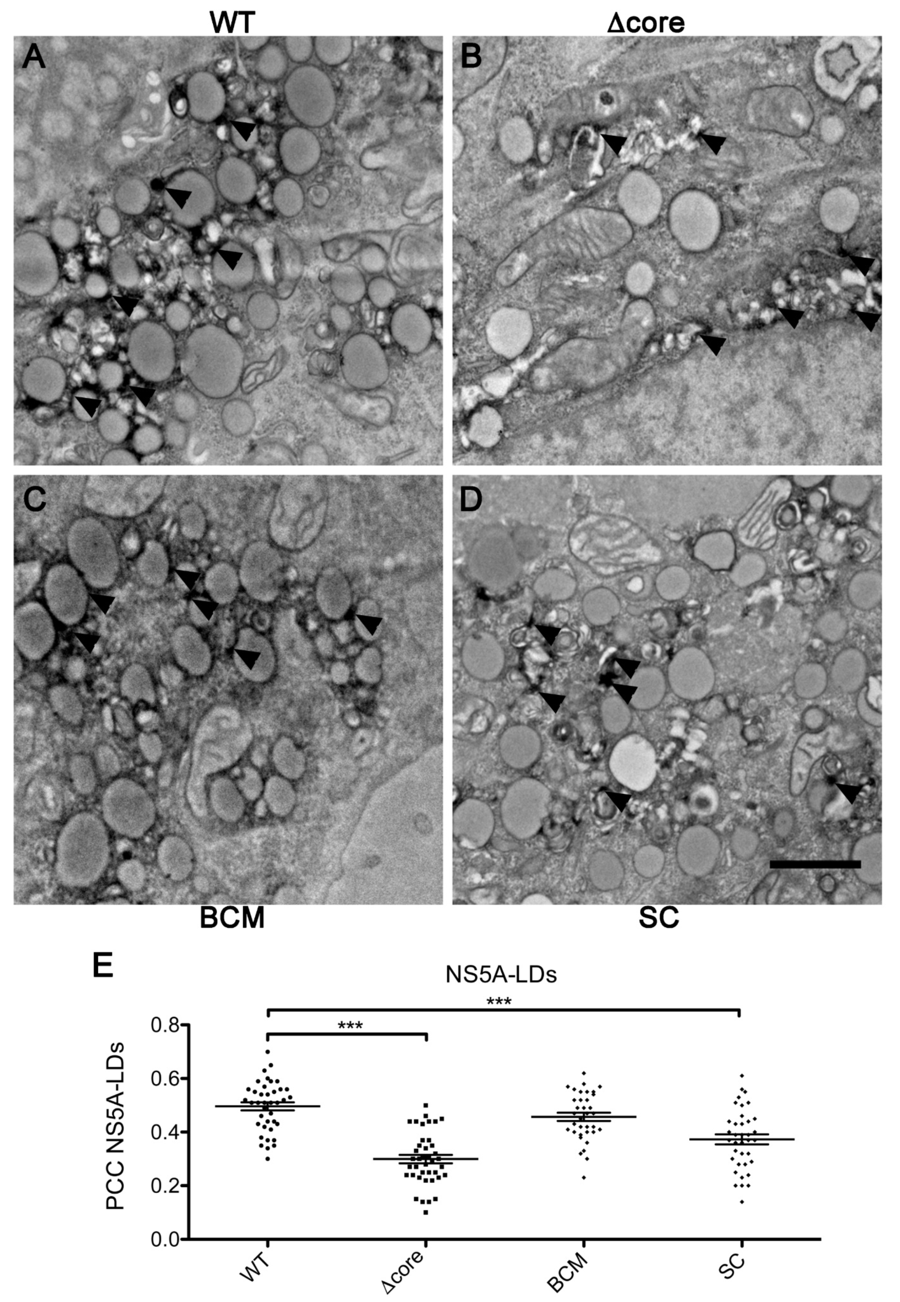 Pathogens 10 00172 g003