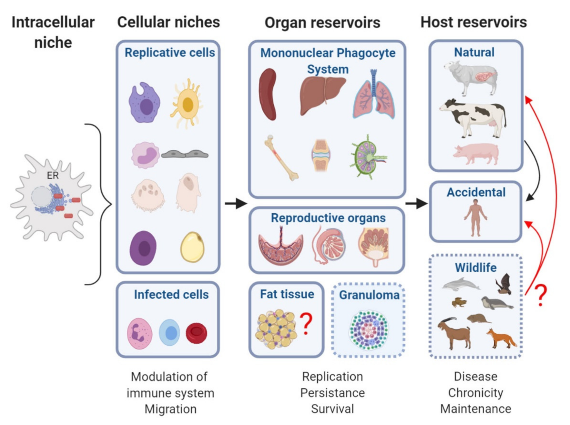 Pathogens 10 00186 g001