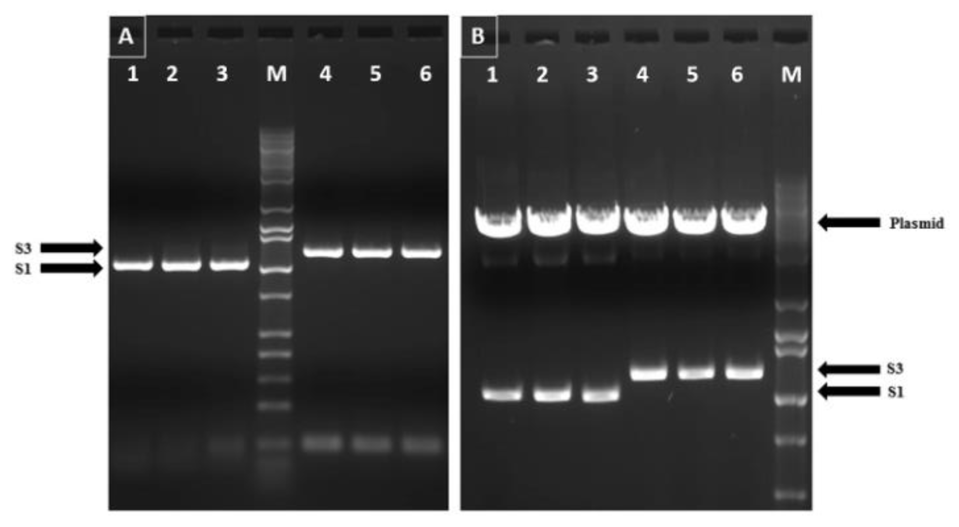 Pathogens 10 00197 g001