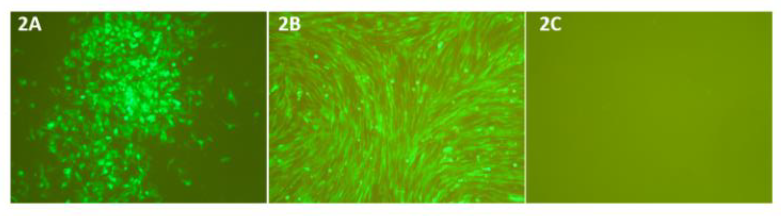 Pathogens 10 00197 g002