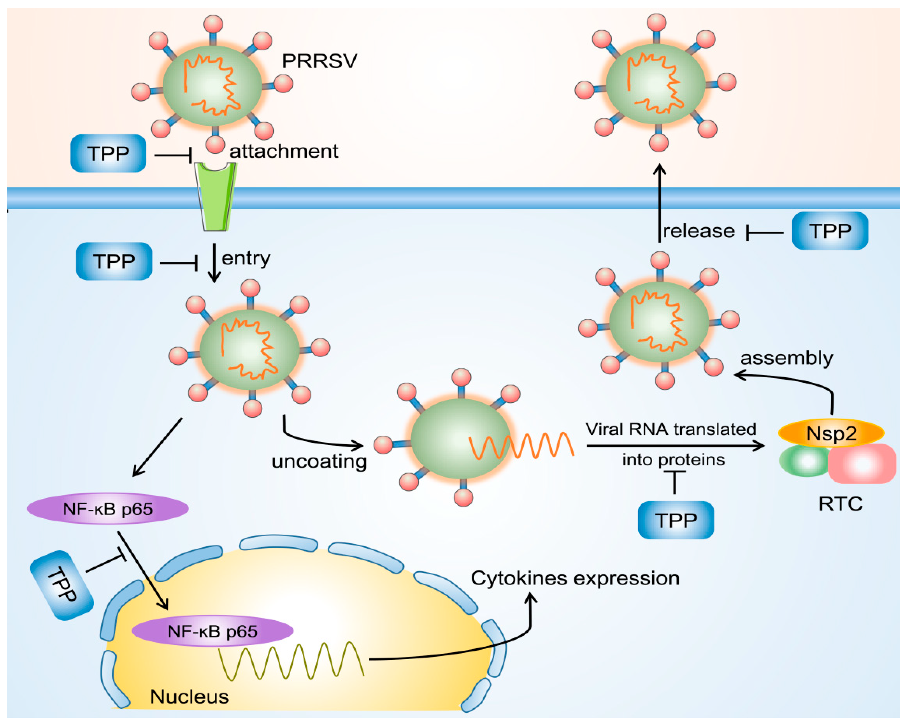 Pathogens 10 00202 g007