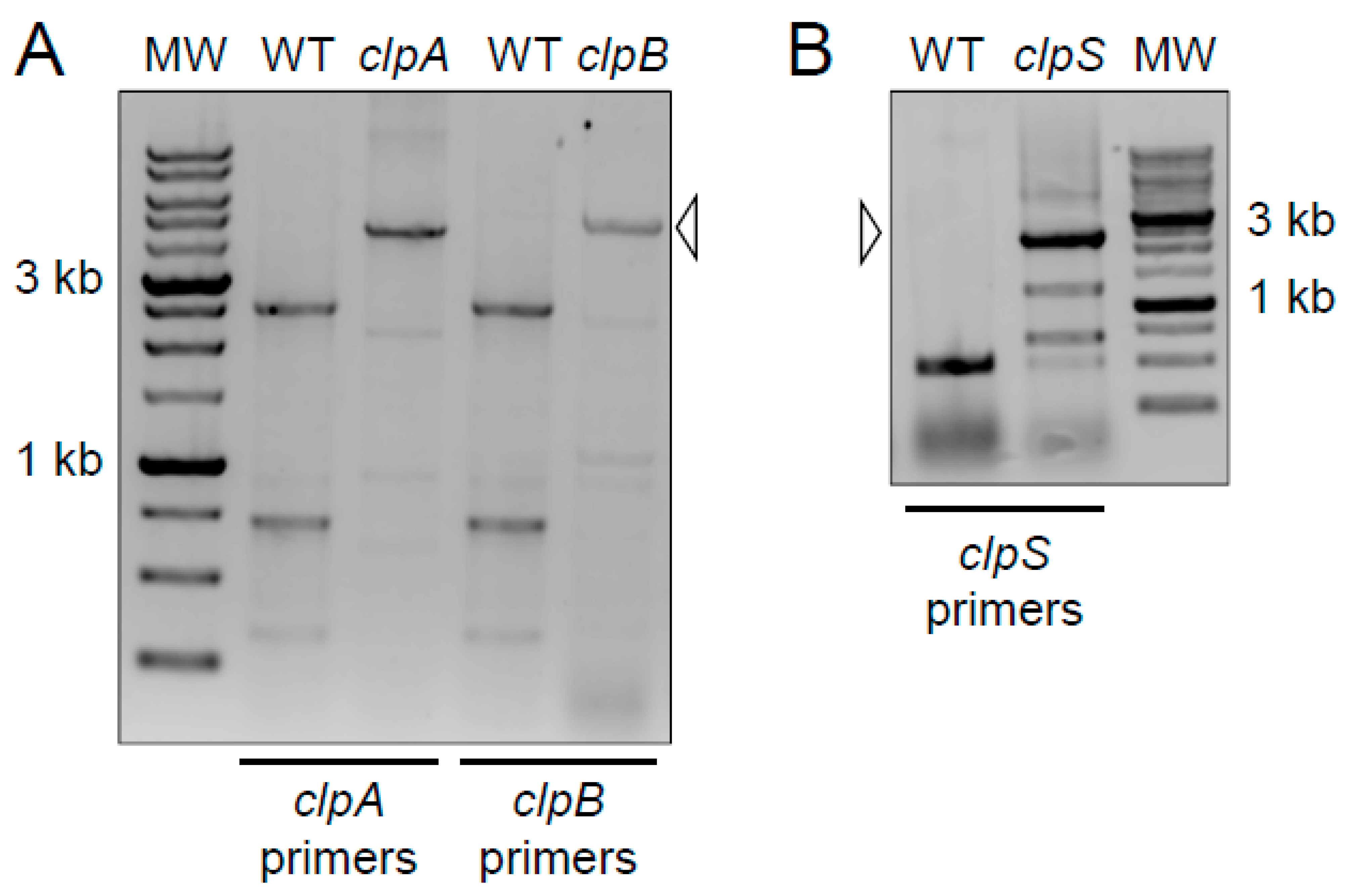 Pathogens 10 00204 g001 Pathogens 10 00204 g001