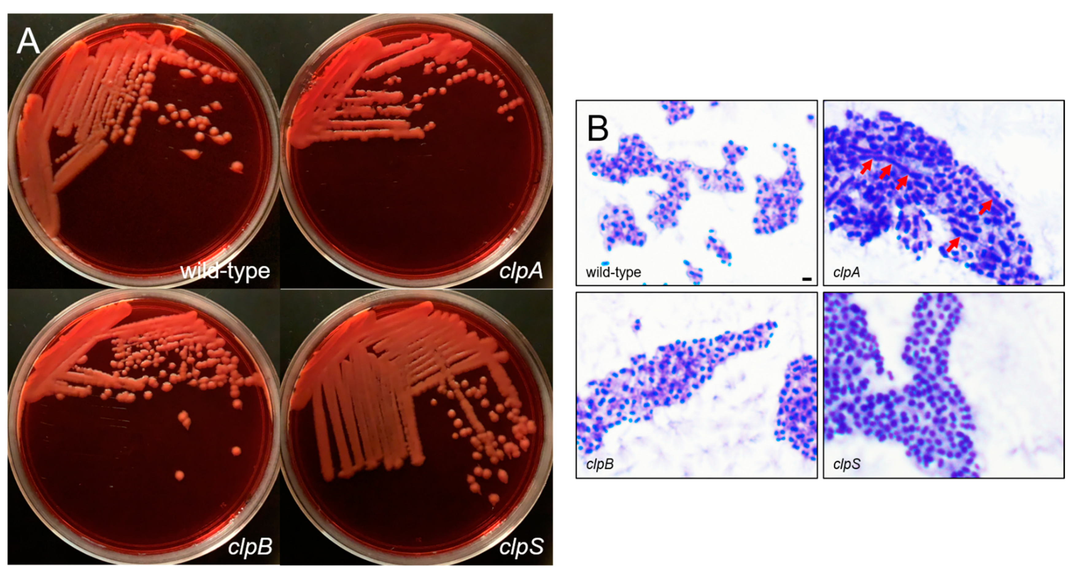 Pathogens 10 00204 g003 Pathogens 10 00204 g003