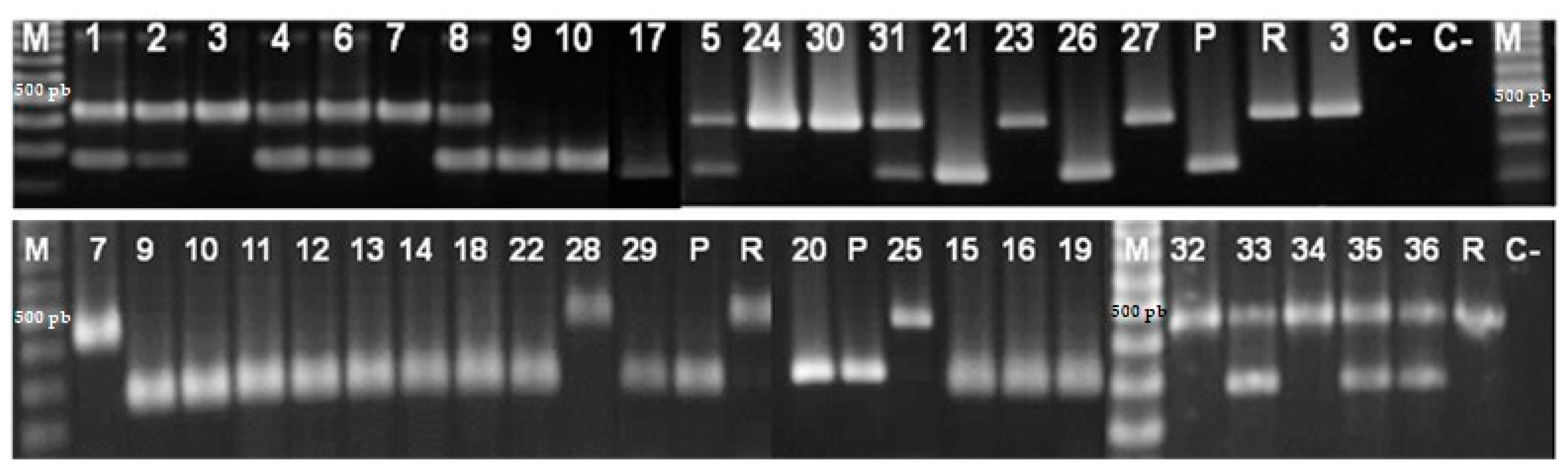 Pathogens 10 00216 g003 Pathogens 10 00216 g003