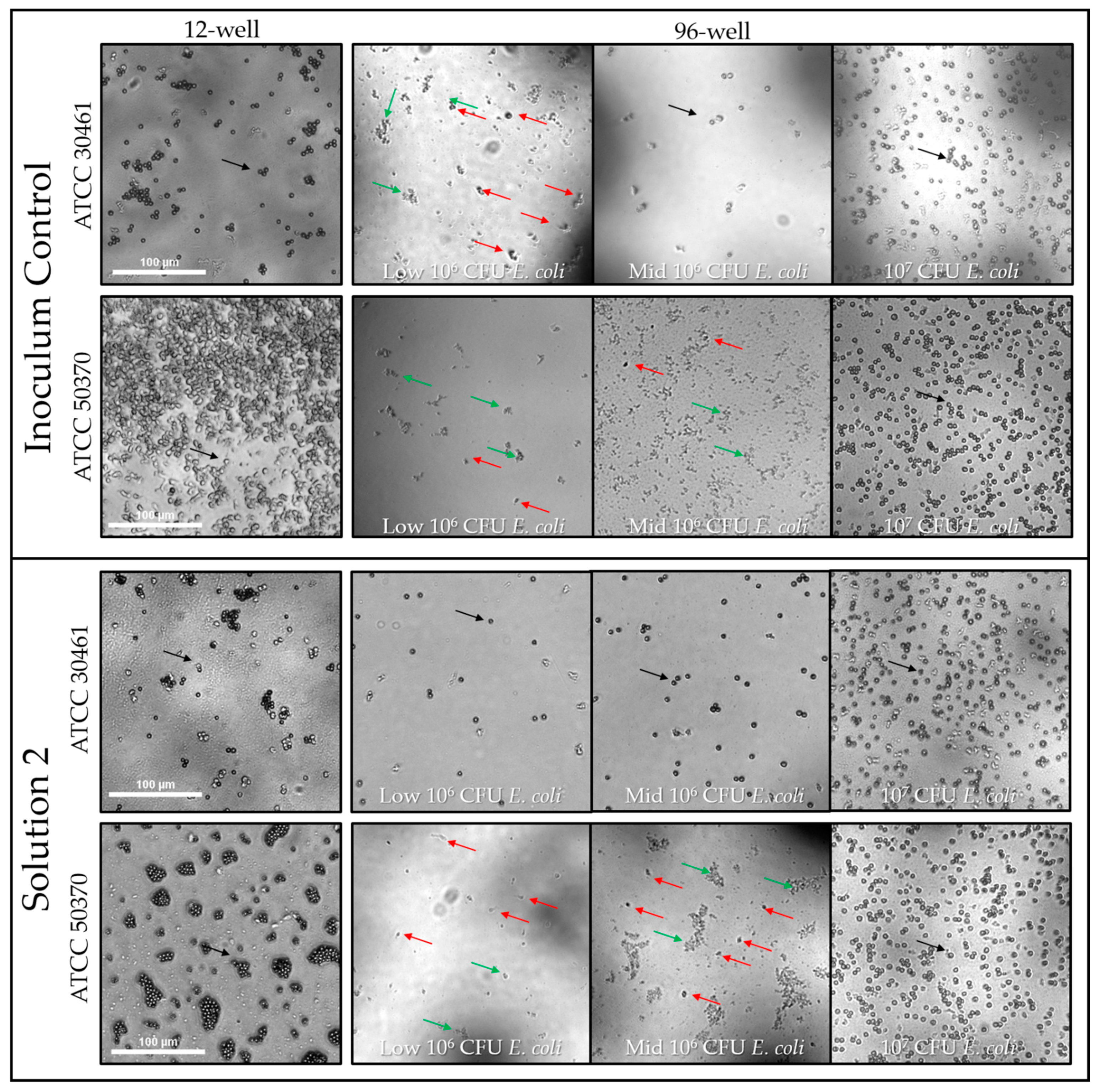 Pathogens 10 00221 g009