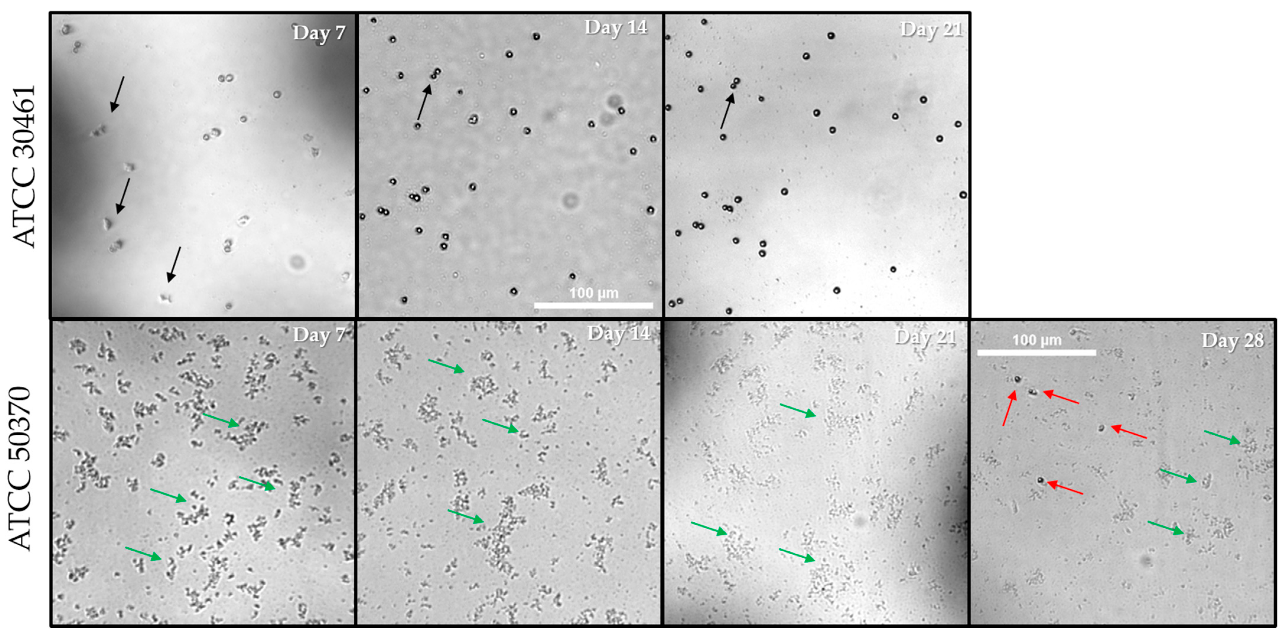 Pathogens 10 00221 g010