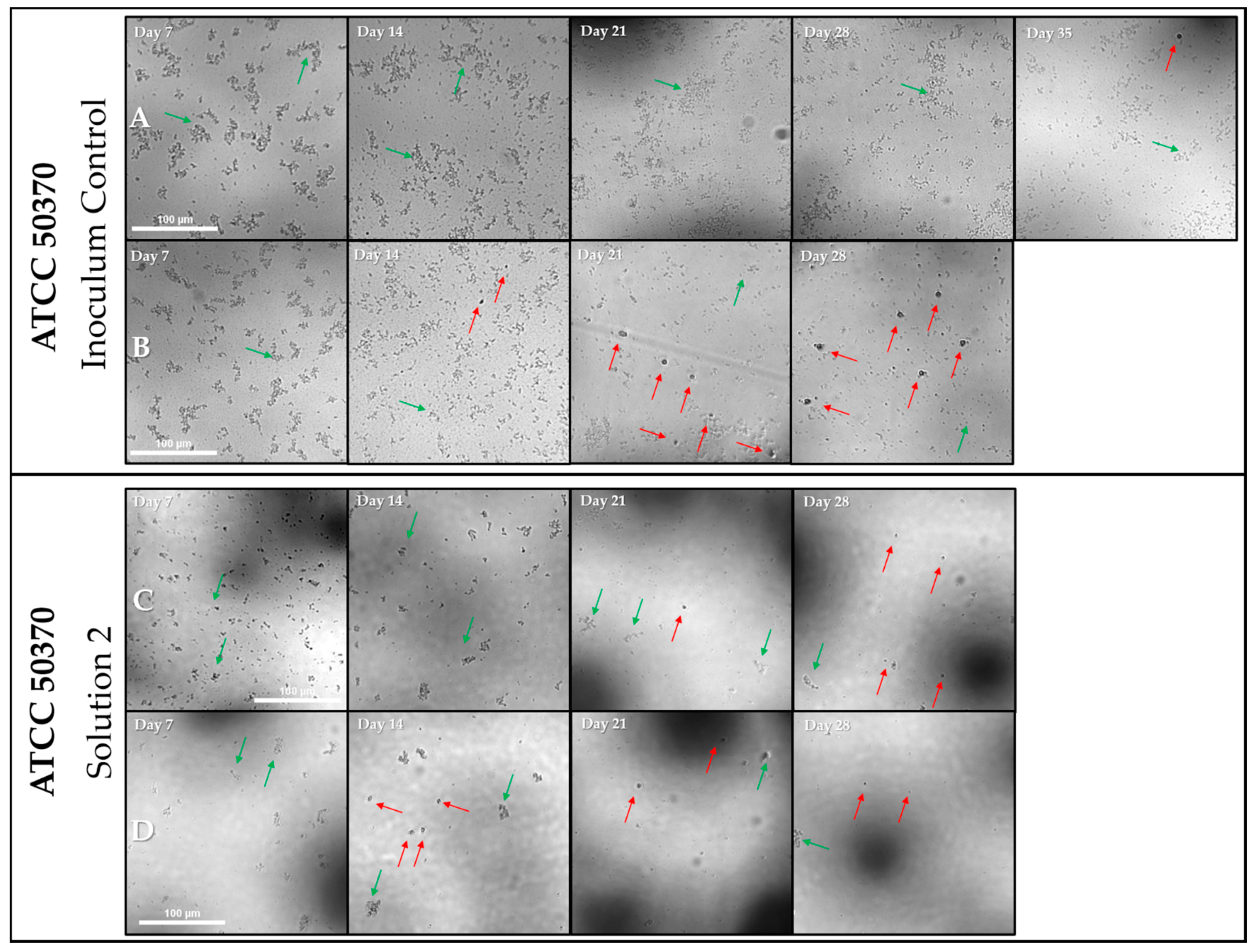 Pathogens 10 00221 g011