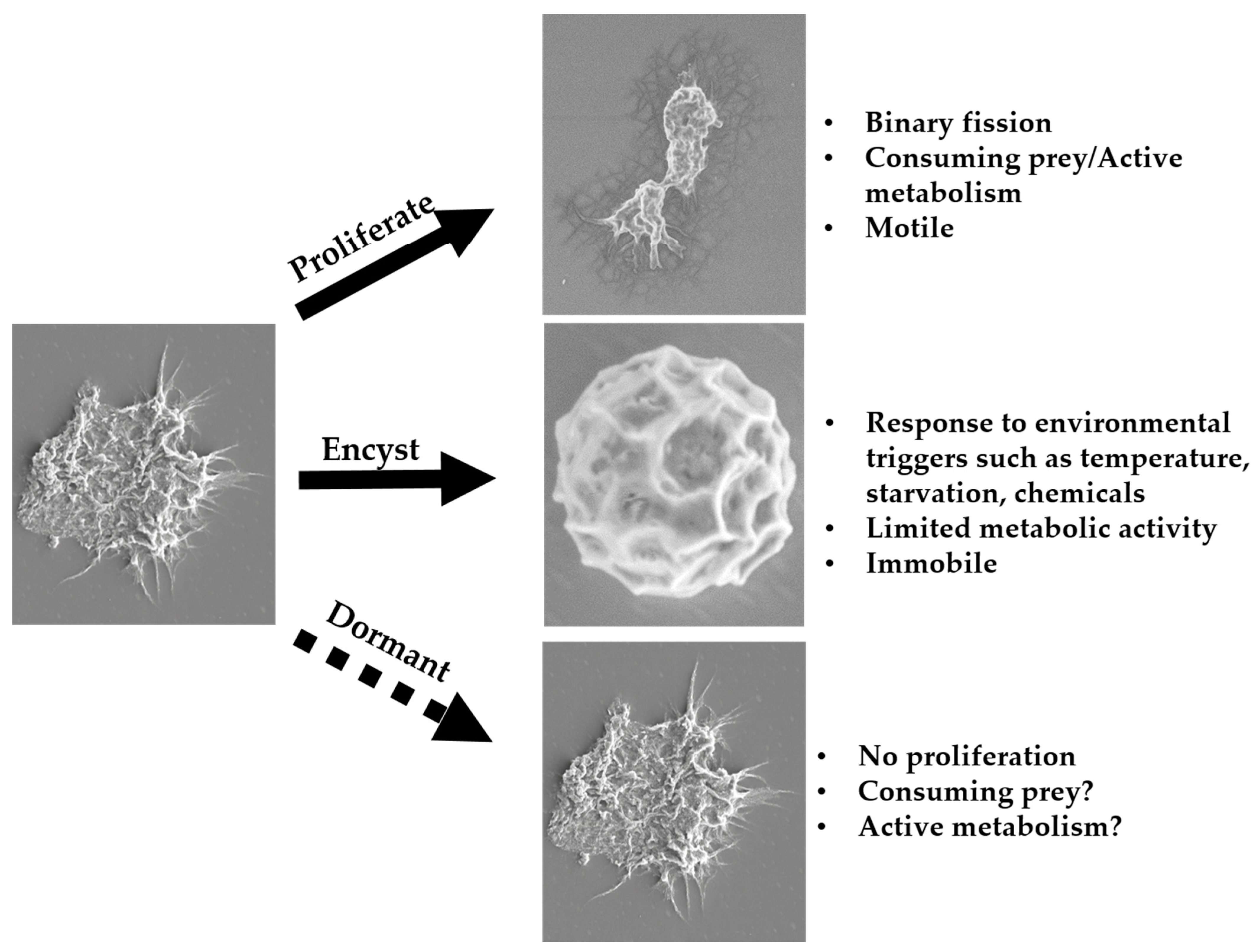 Pathogens 10 00221 g013