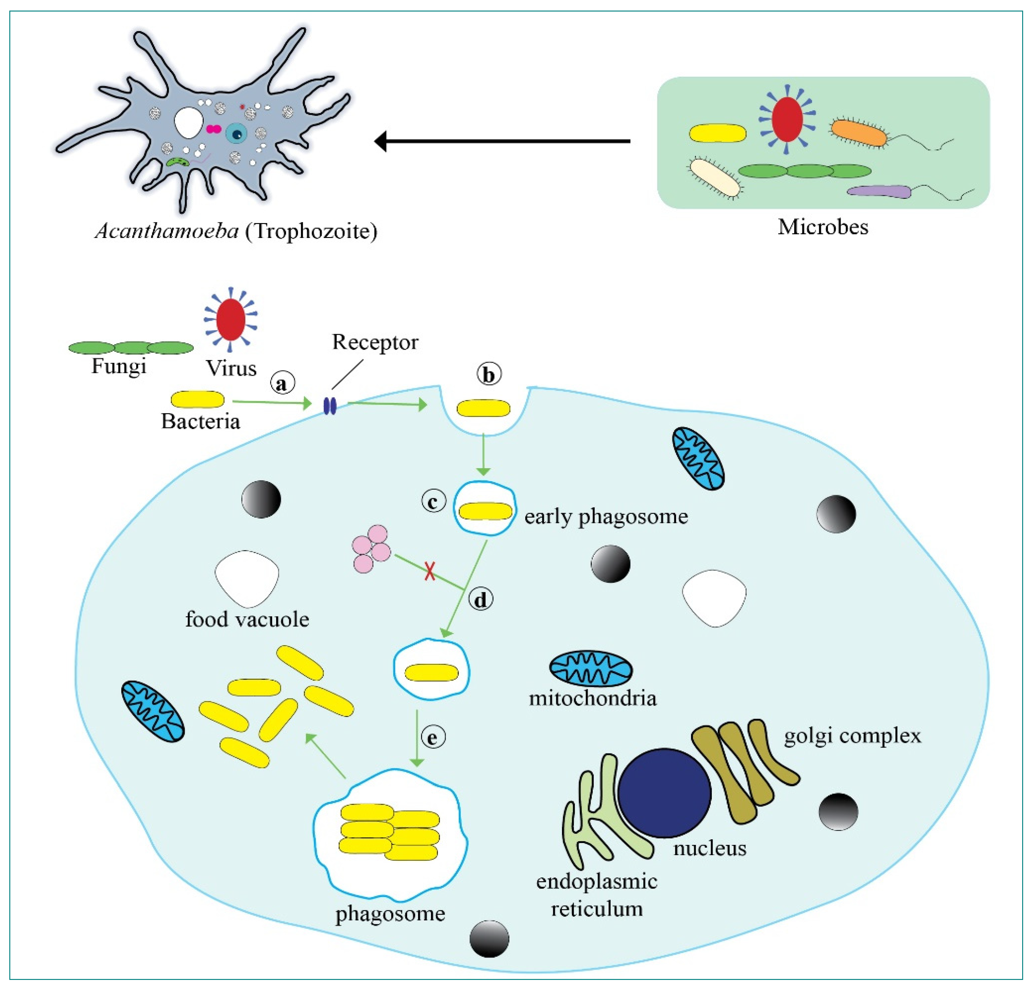 Pathogens 10 00225 g001