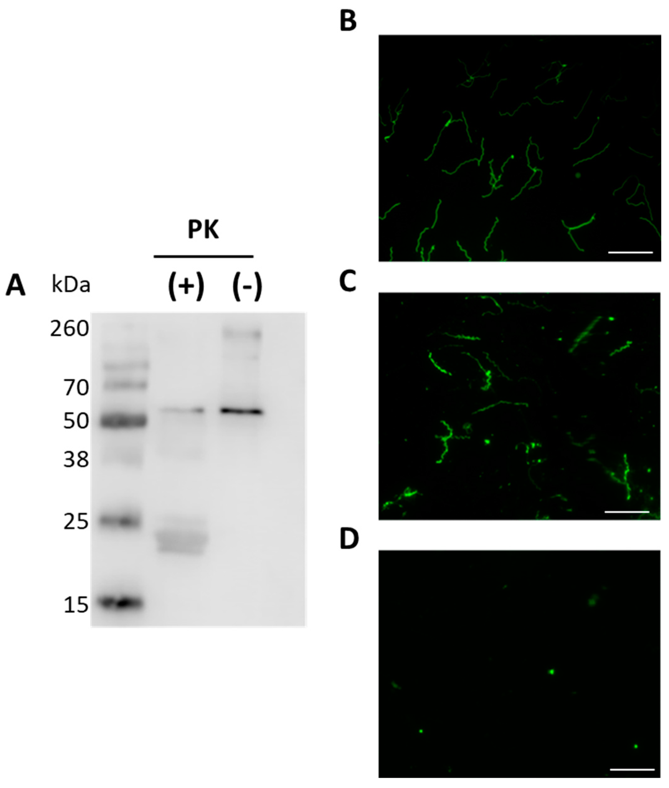 Pathogens 10 00226 g004