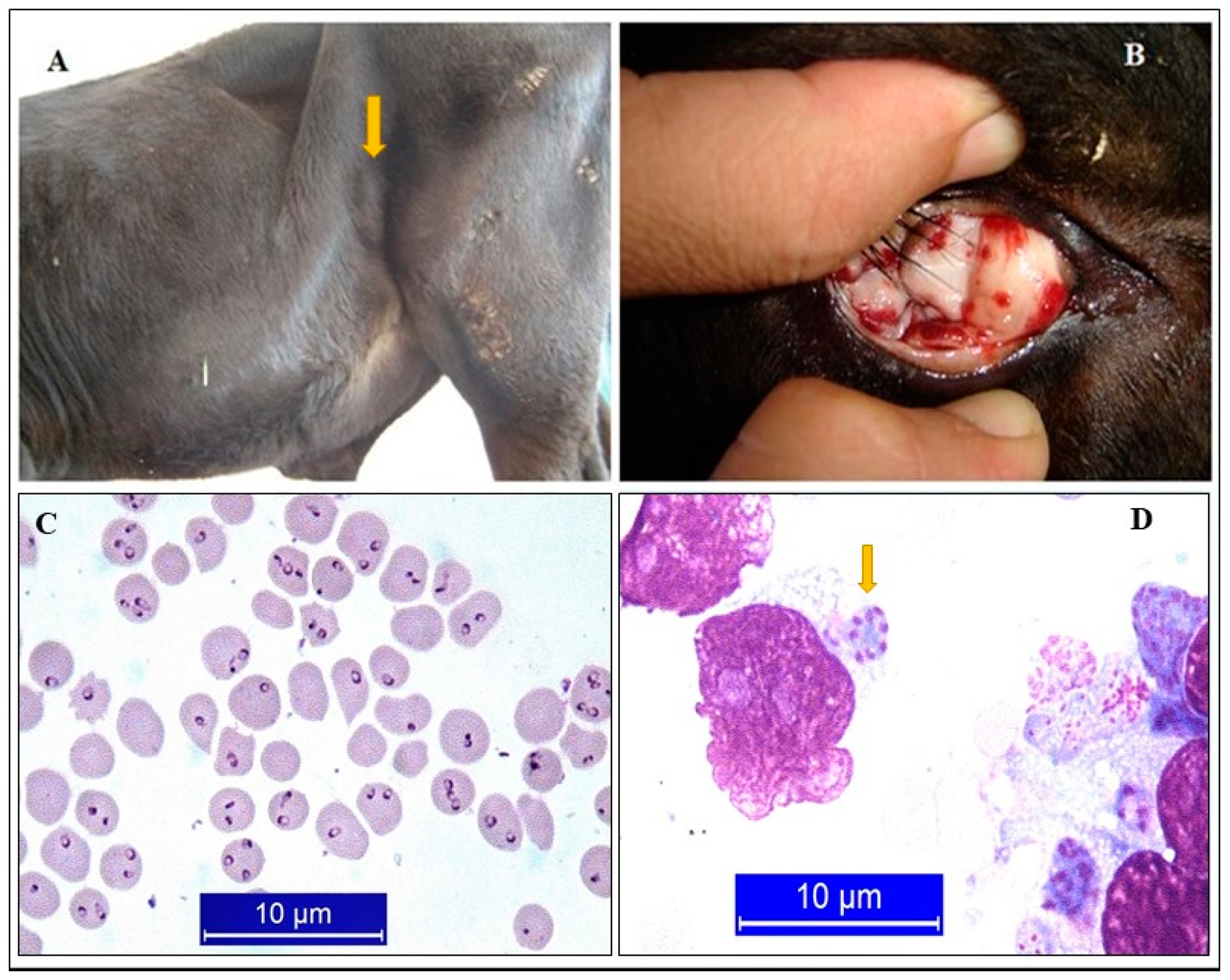 Pathogens 10 00231 g001