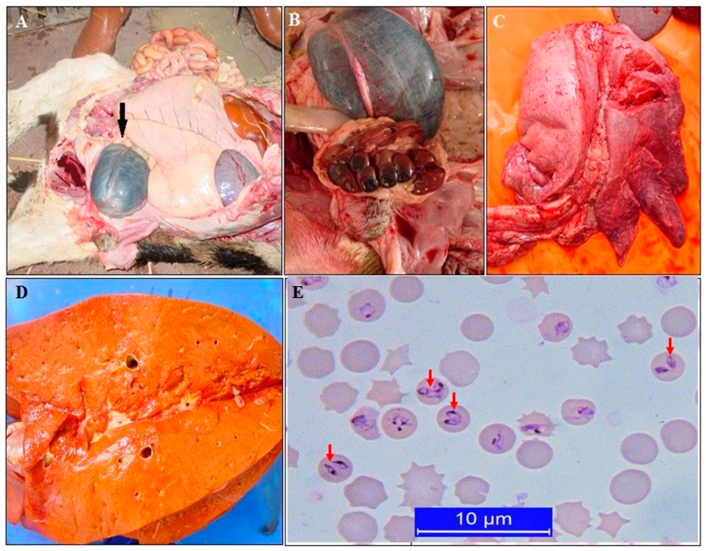 Pathogens 10 00231 g002