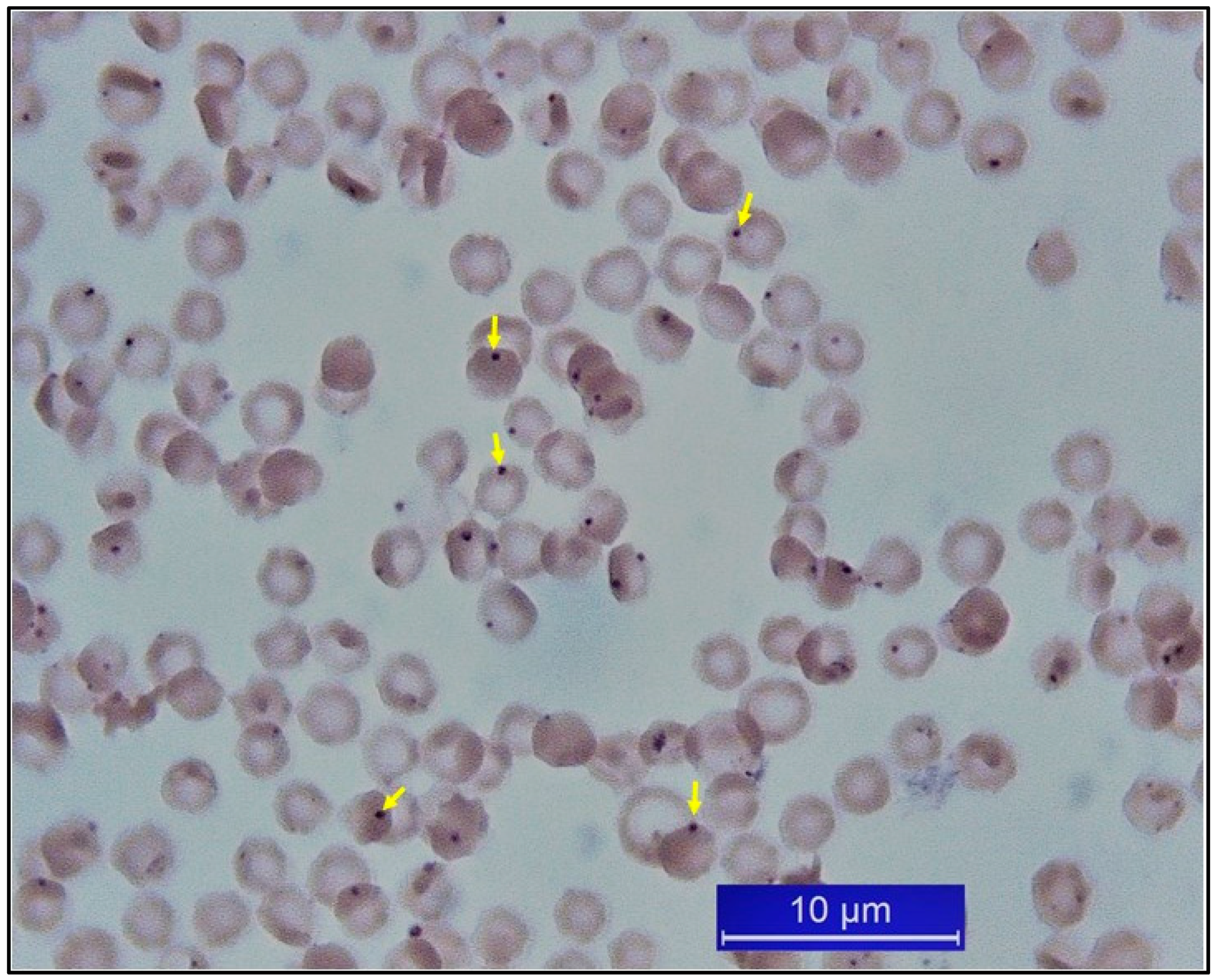 Pathogens 10 00231 g004