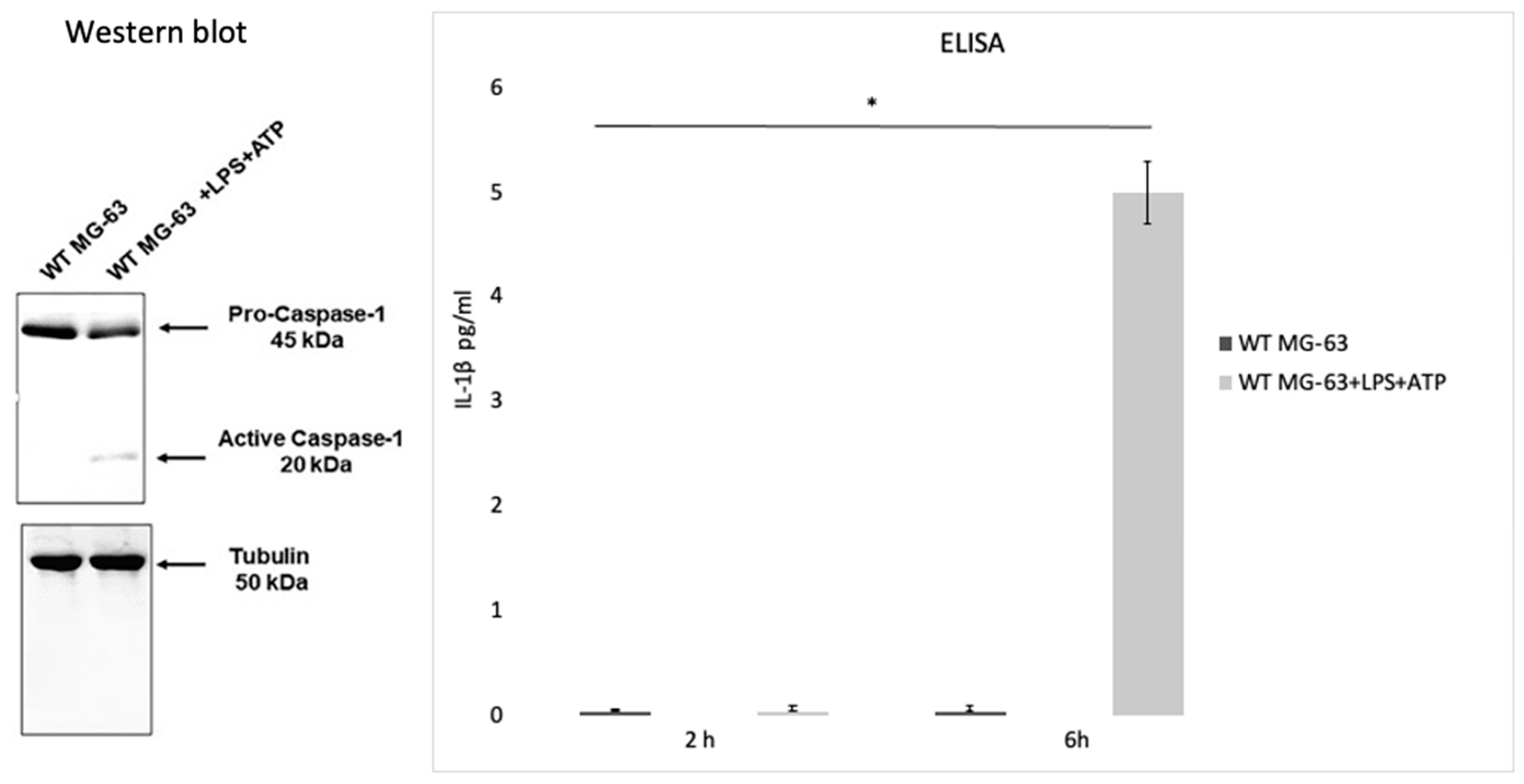 Pathogens 10 00239 g004