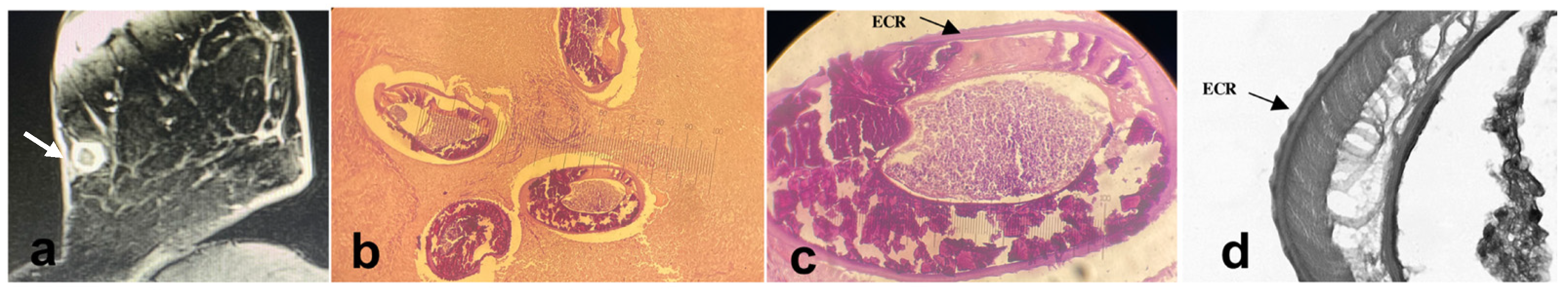 Pathogens 10 00251 g001