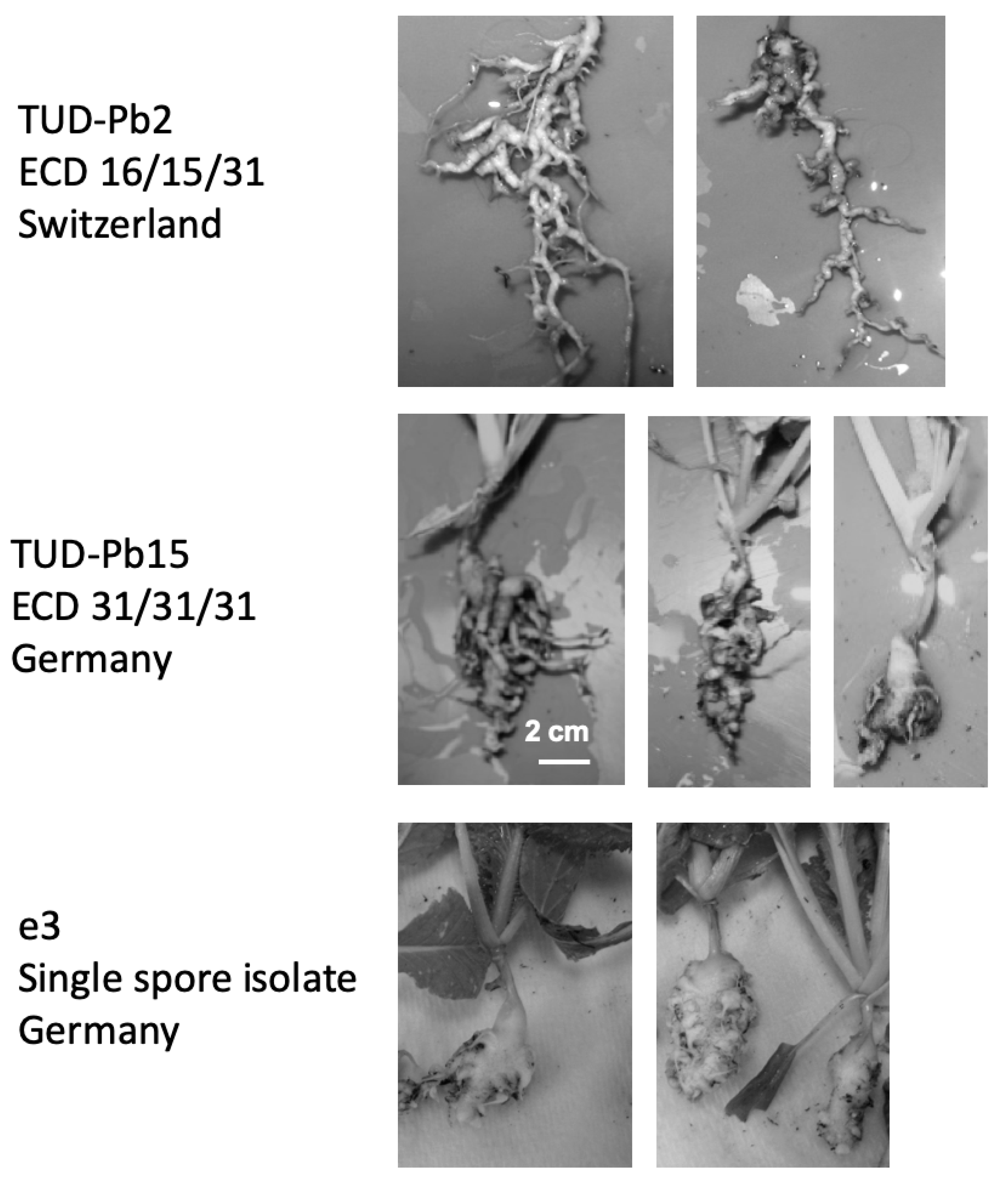 Pathogens 10 00259 g002