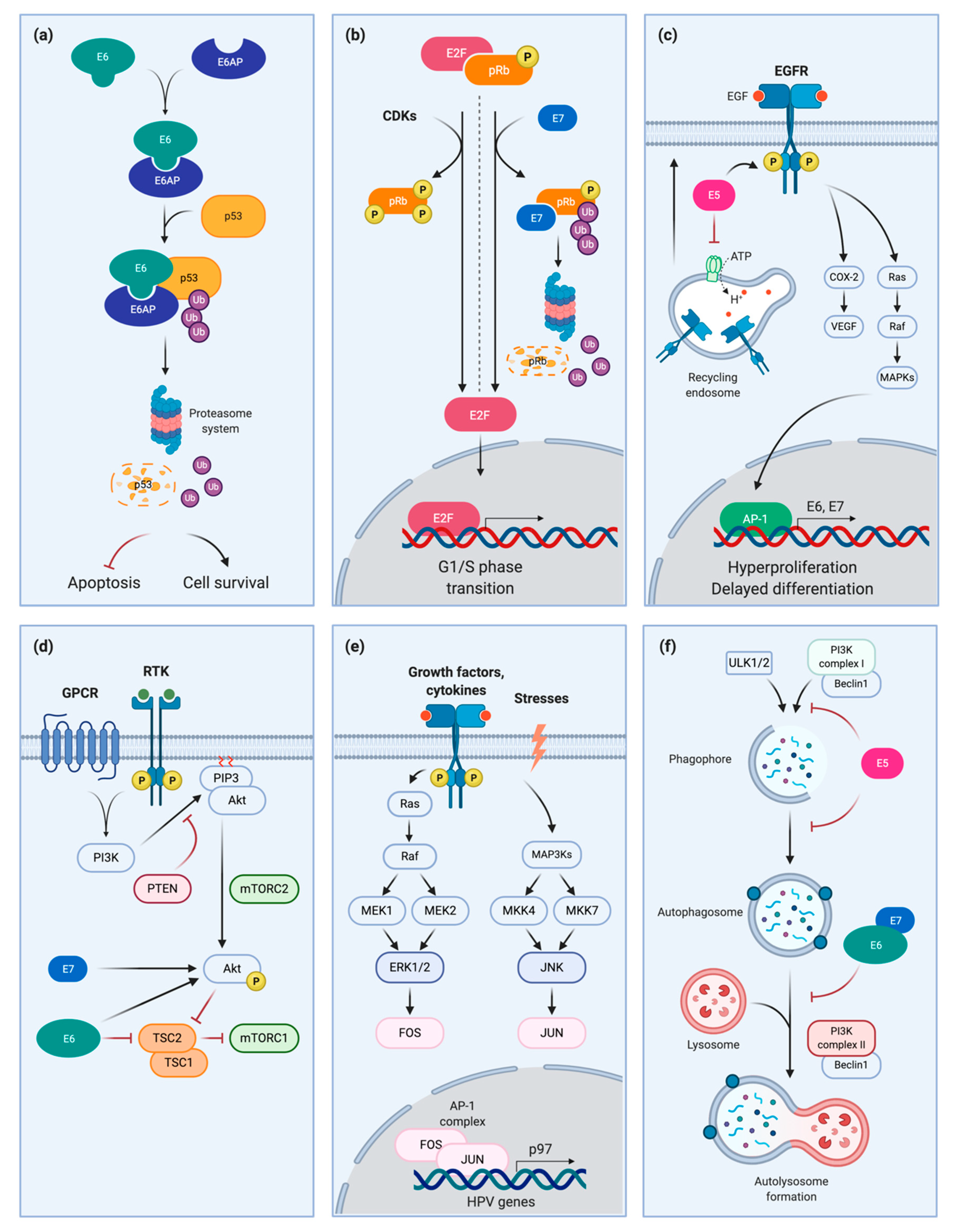 Pathogens 10 00262 g001