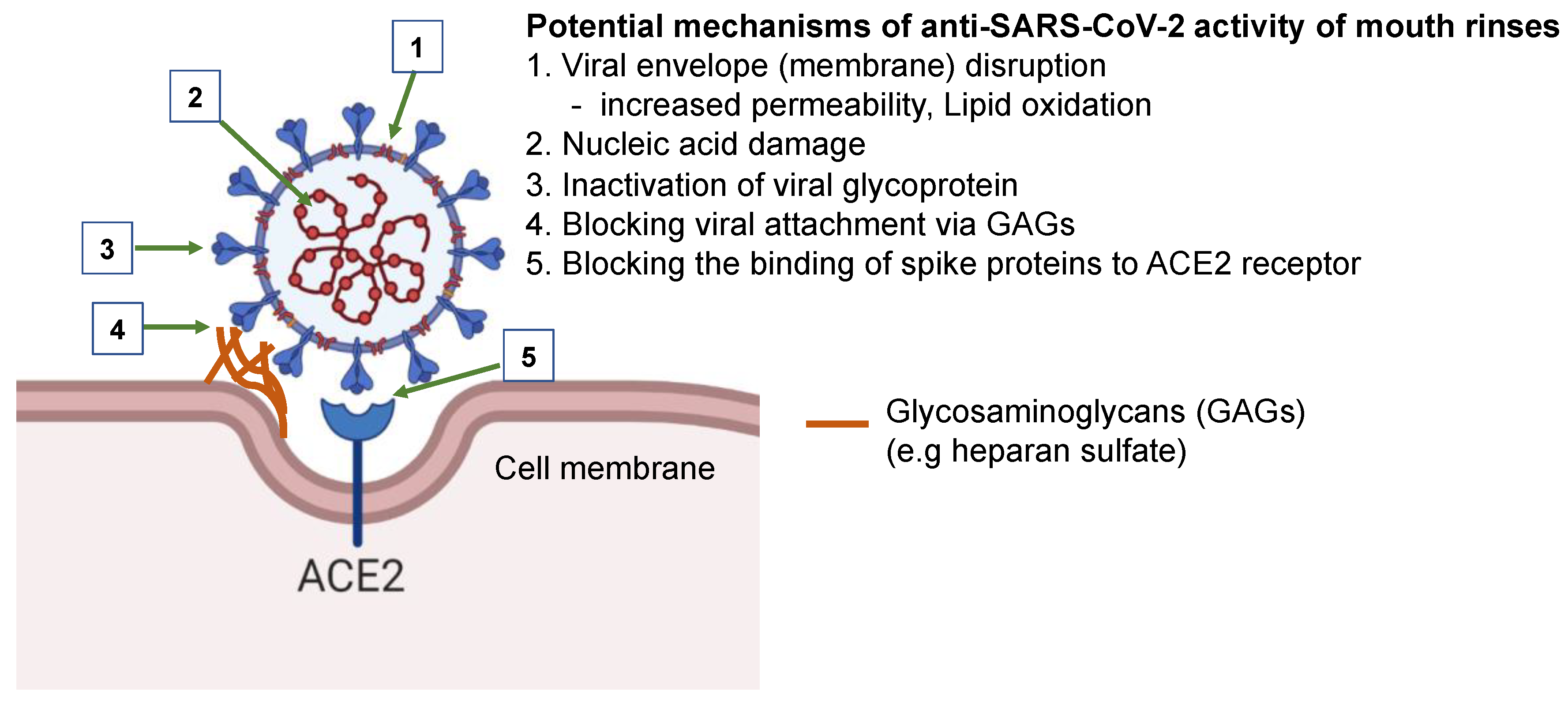 Pathogens 10 00272 g007