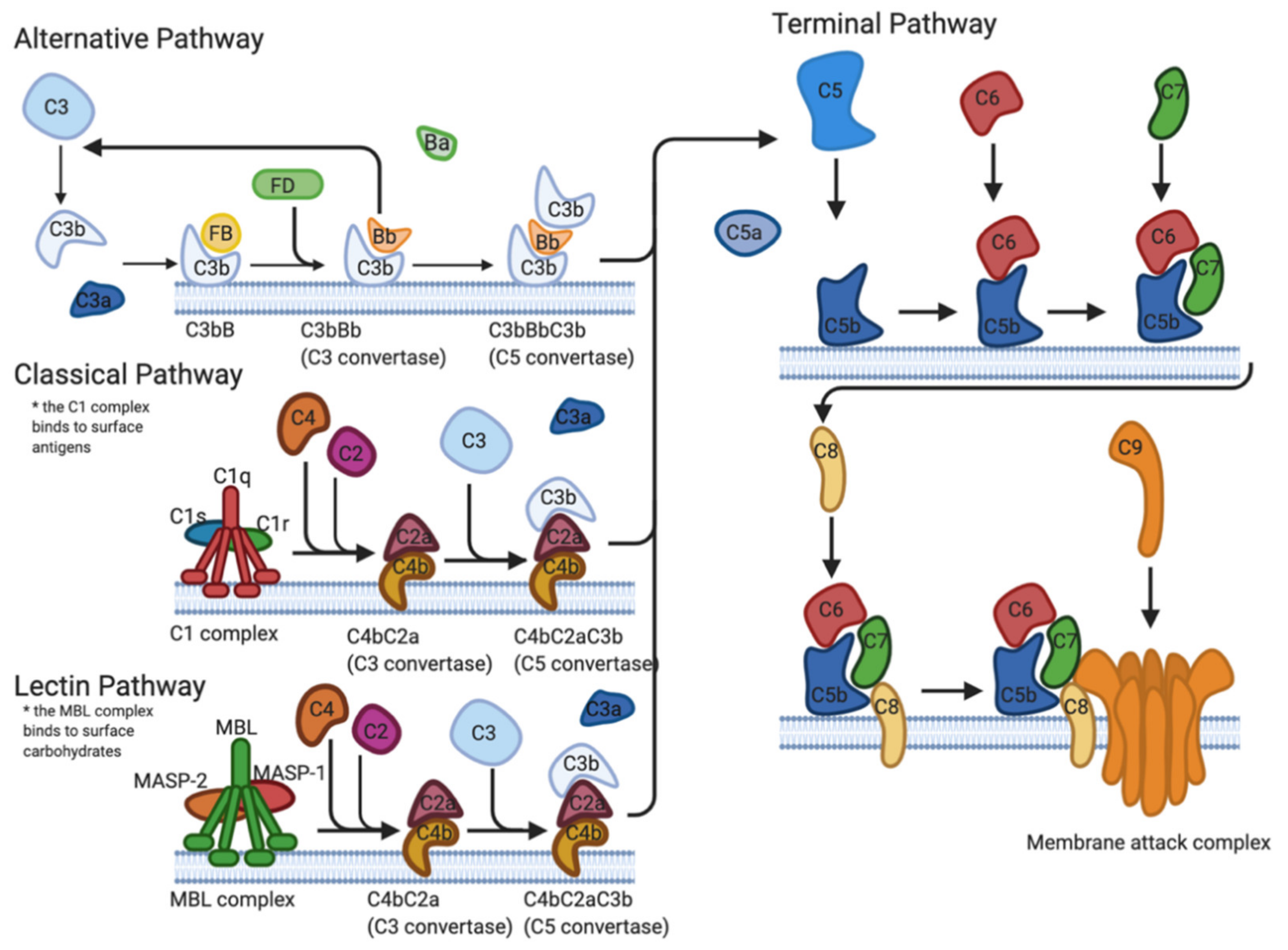Pathogens 10 00281 g001