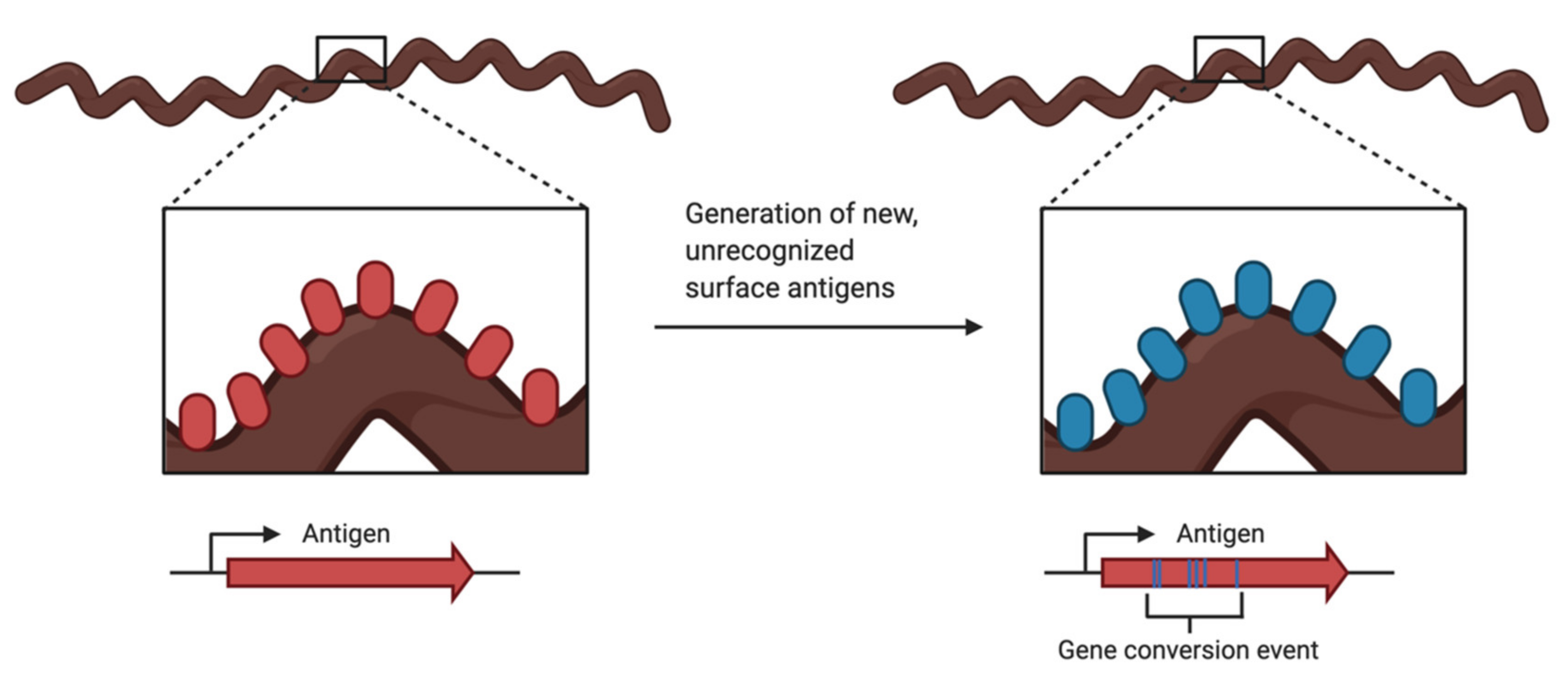 Pathogens 10 00281 g003