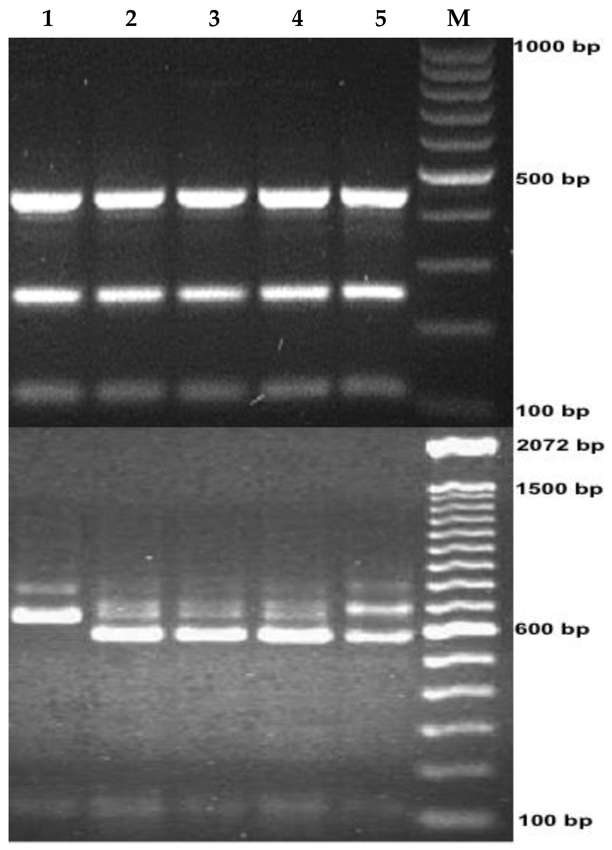 Pathogens 10 00293 g002