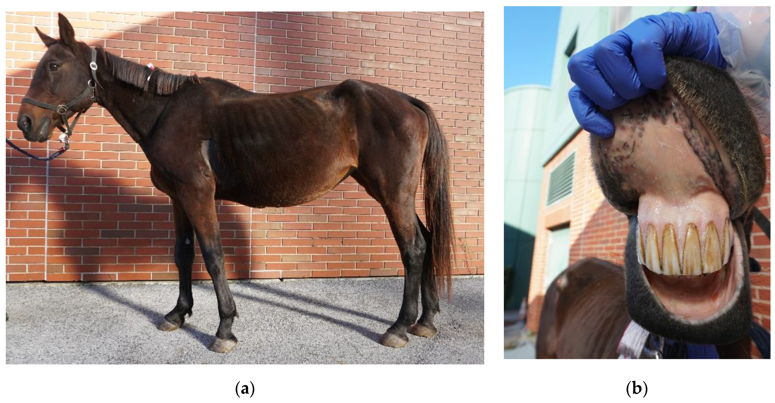 Pathogens 10 00298 g001