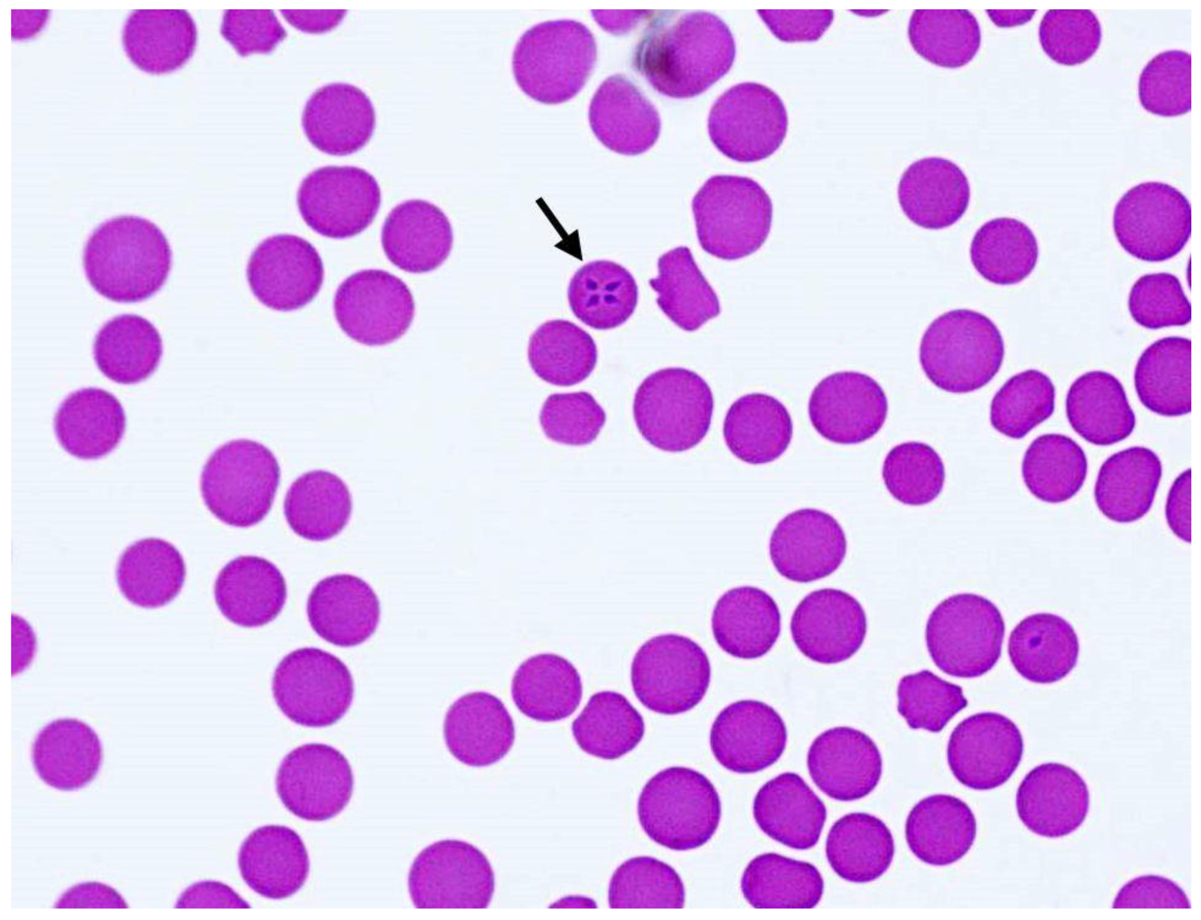 Pathogens 10 00298 g002