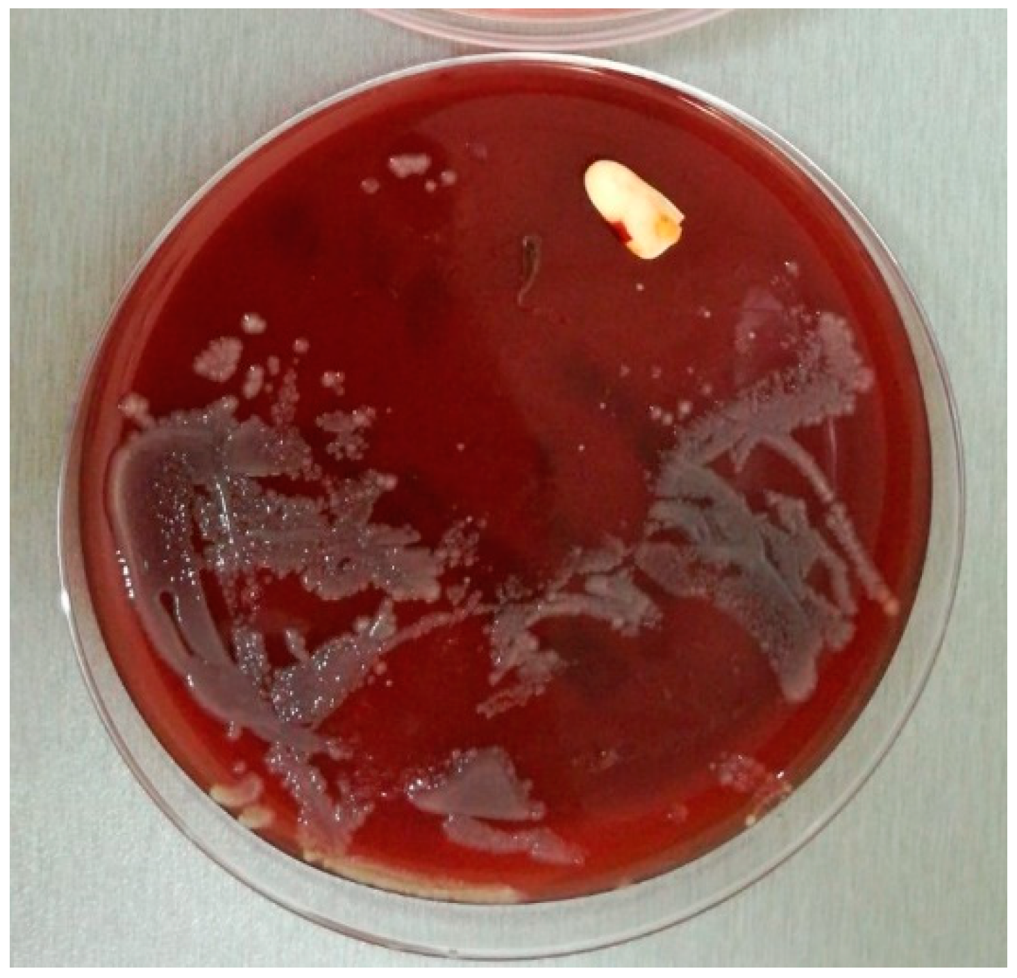 Pathogens 10 00306 g004