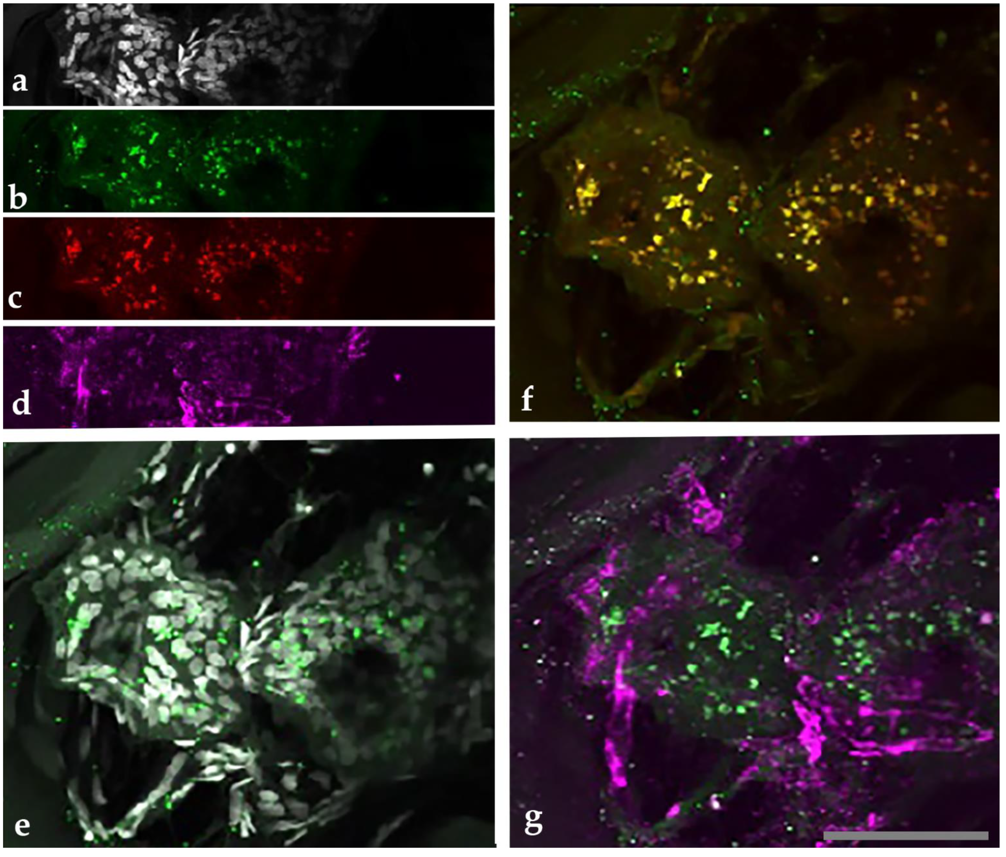 Pathogens 10 00326 g001 Pathogens 10 00326 g001