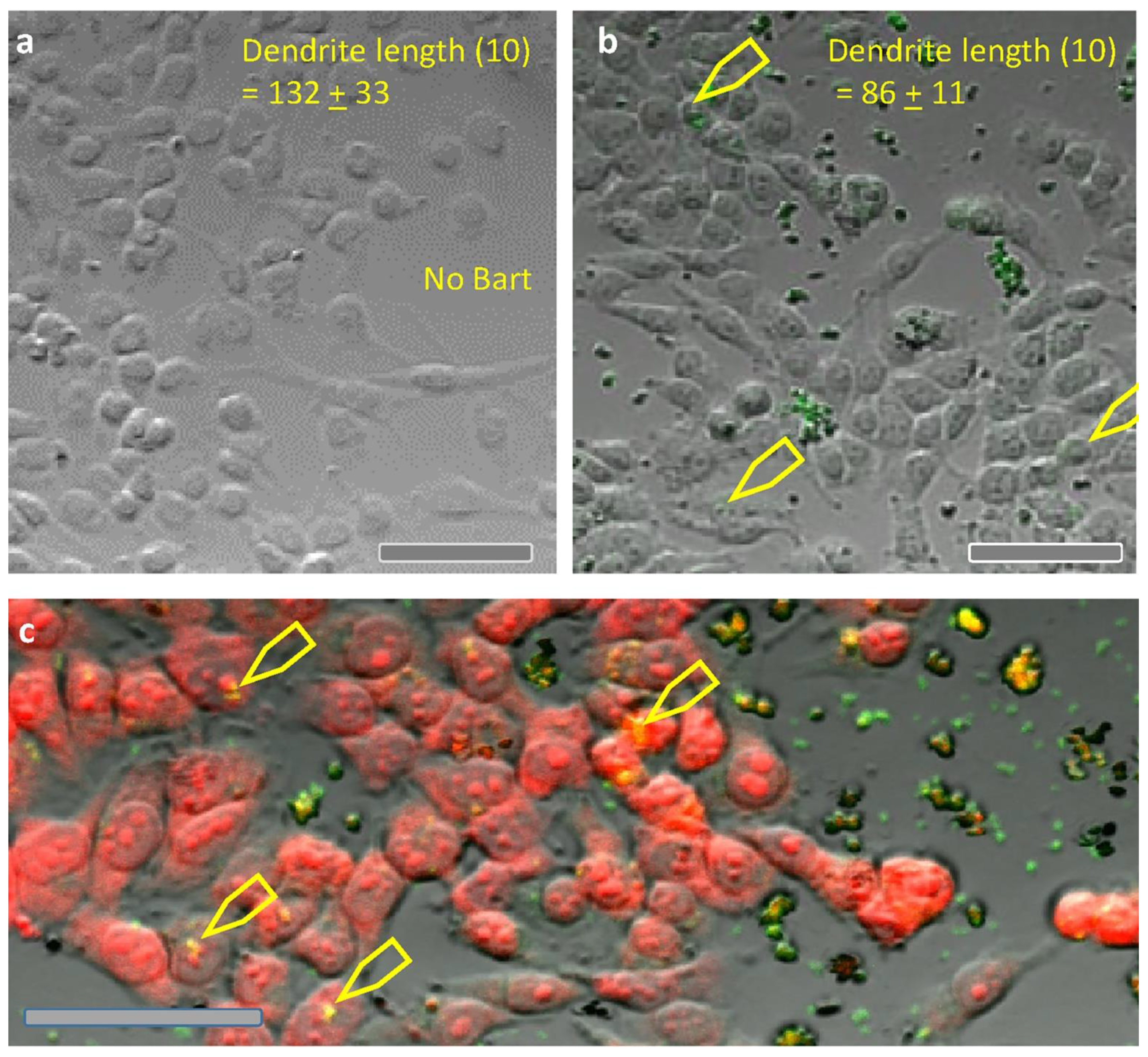 Pathogens 10 00326 g002 Pathogens 10 00326 g002