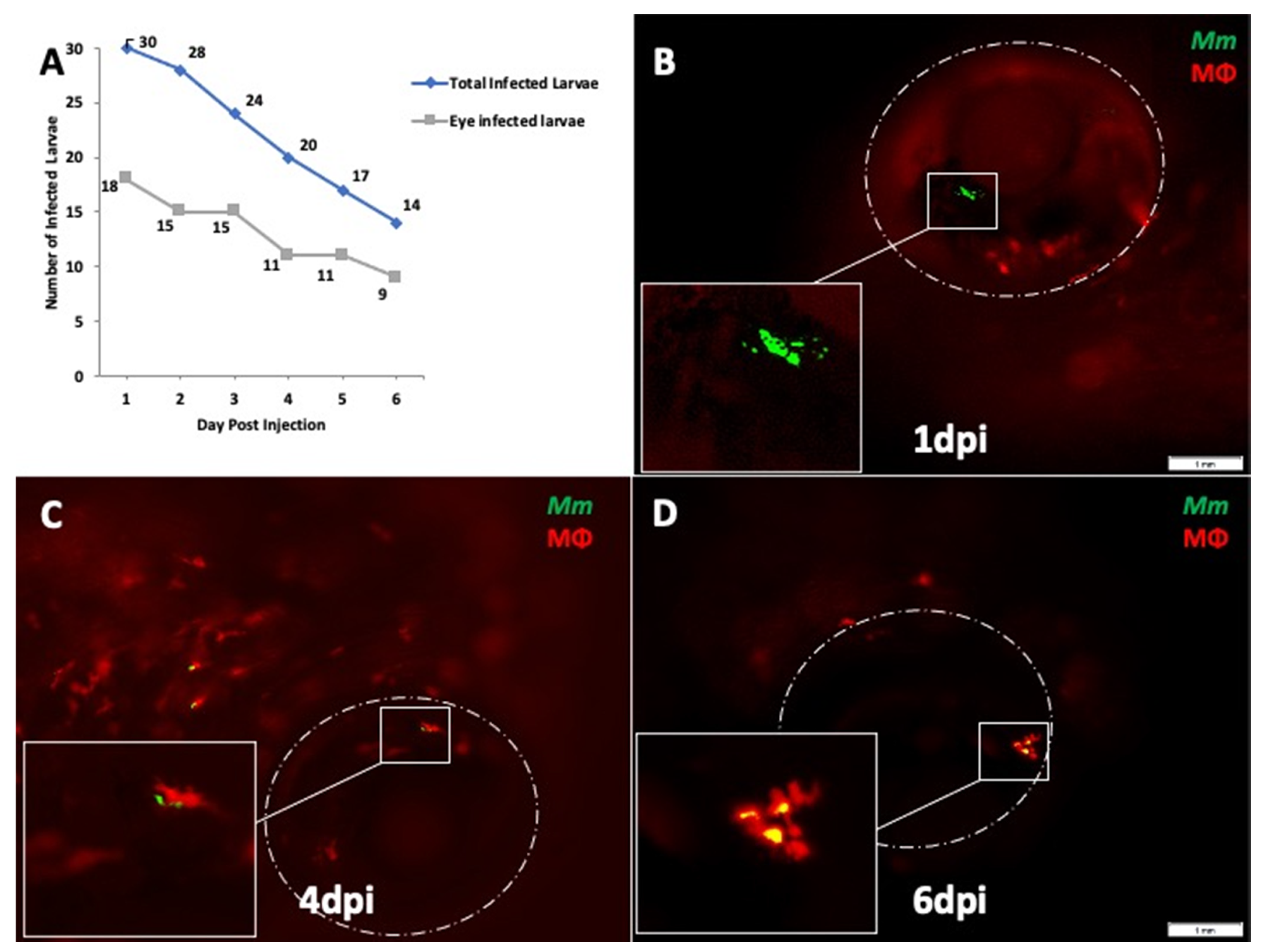 Pathogens 10 00333 g001