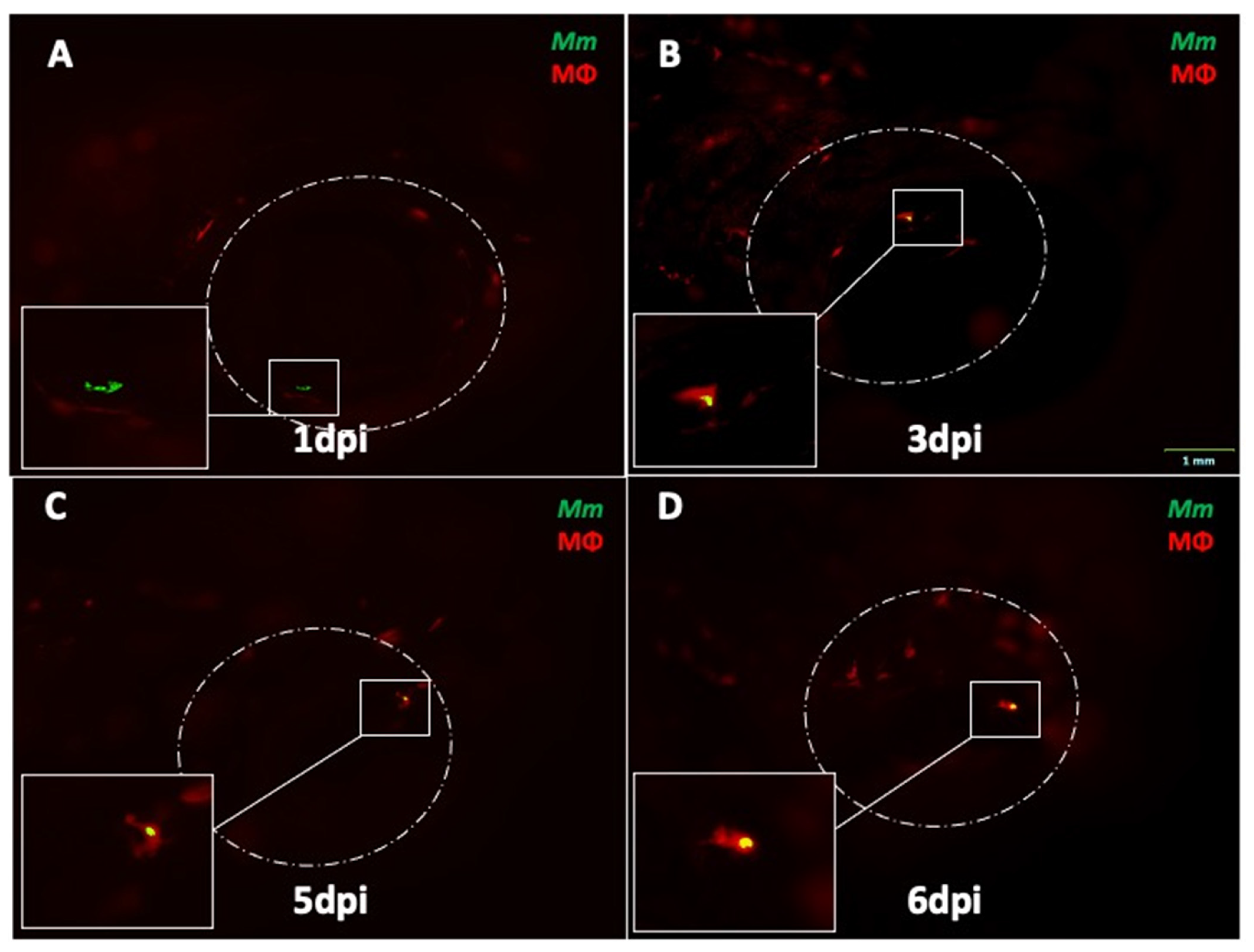 Pathogens 10 00333 g002