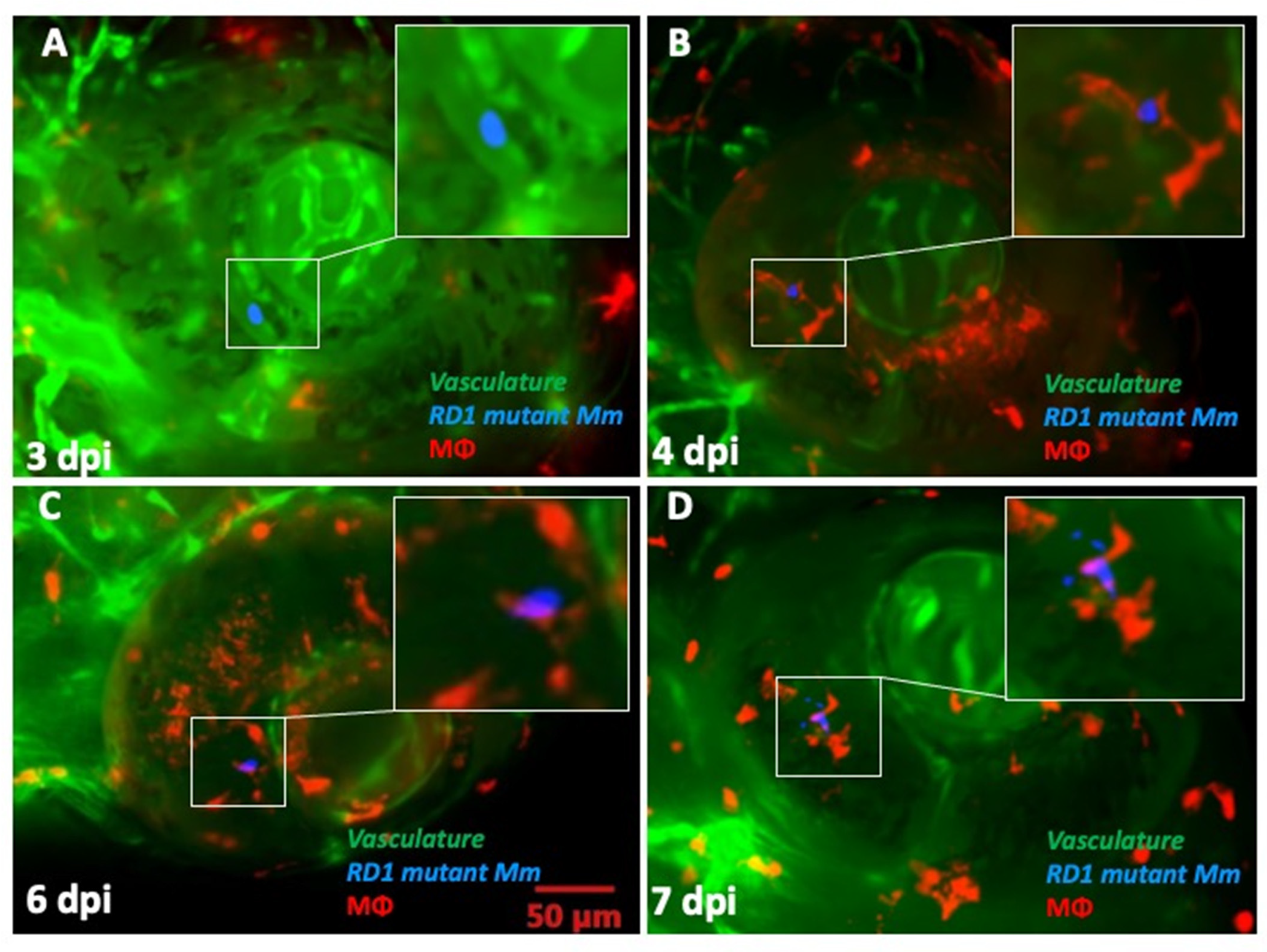 Pathogens 10 00333 g006