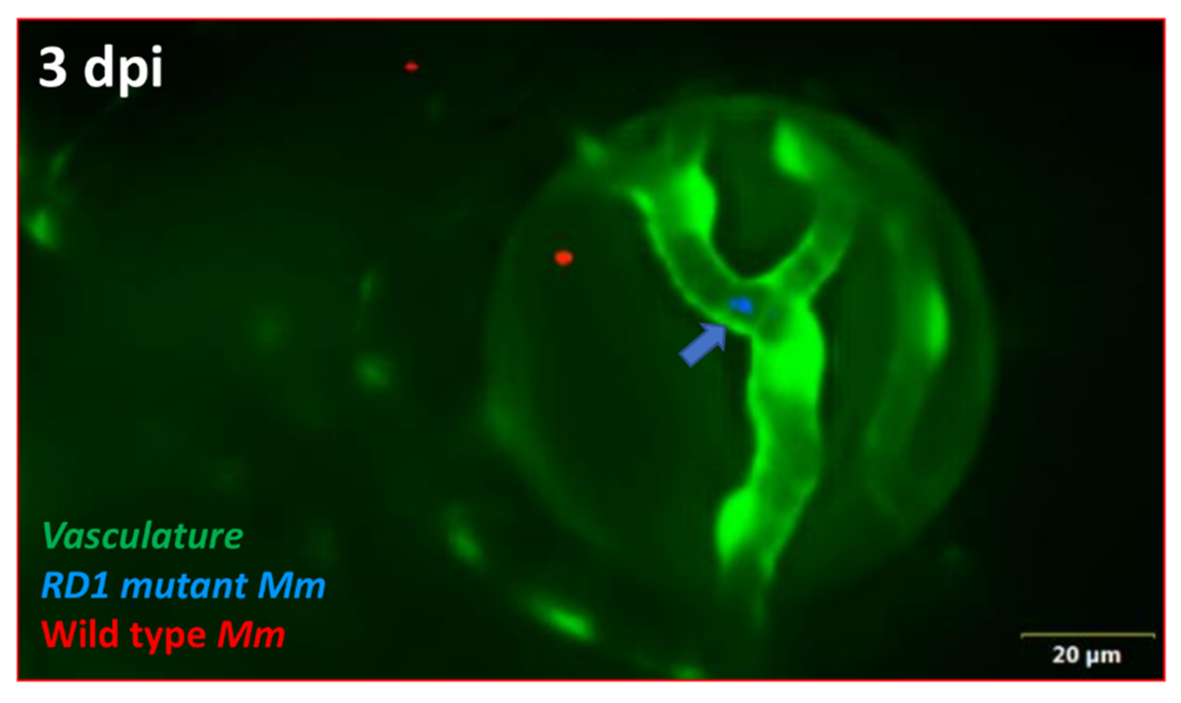 Pathogens 10 00333 g007