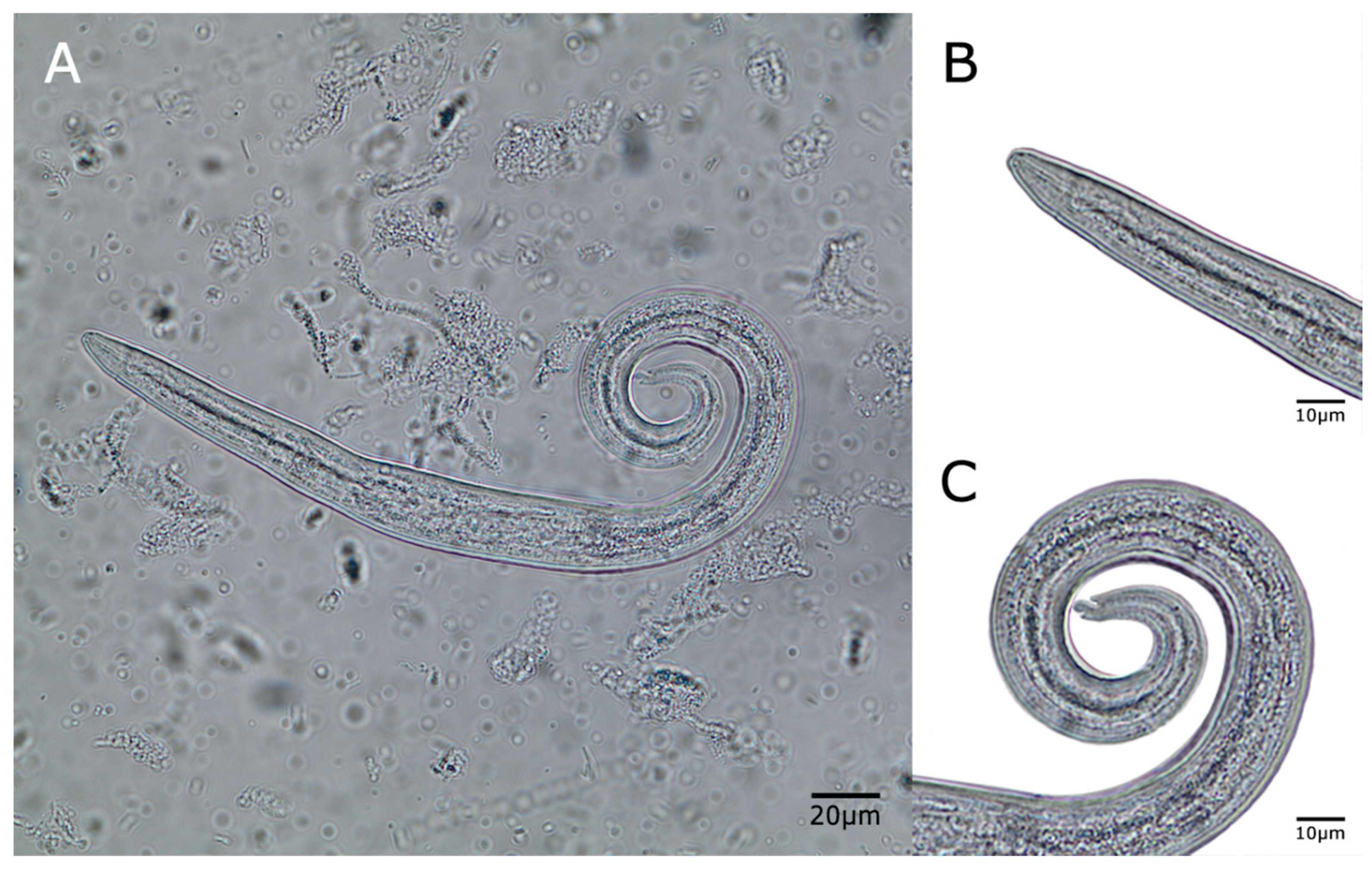 Pathogens 10 00337 g002 Pathogens 10 00337 g002