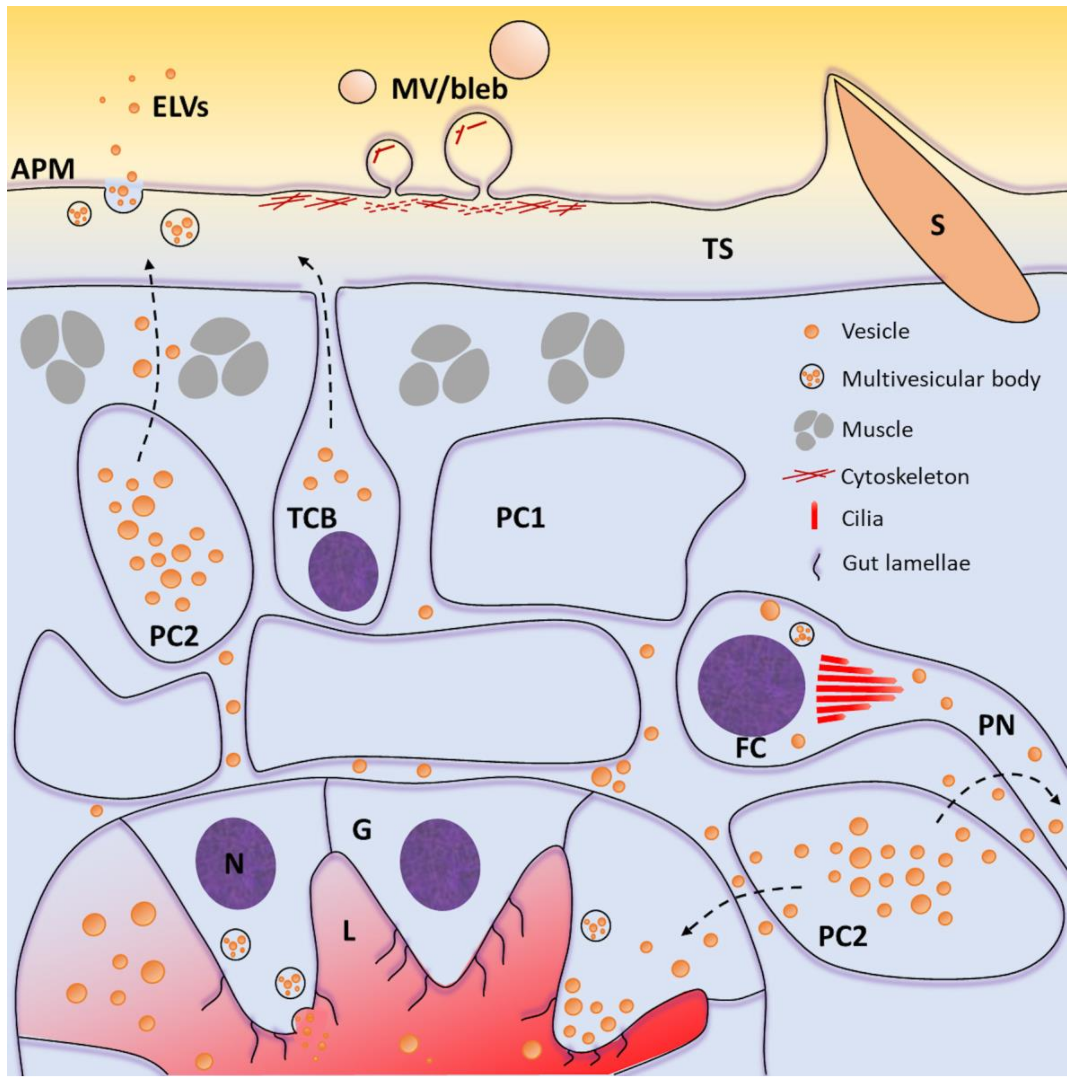 Pathogens 10 00348 g001