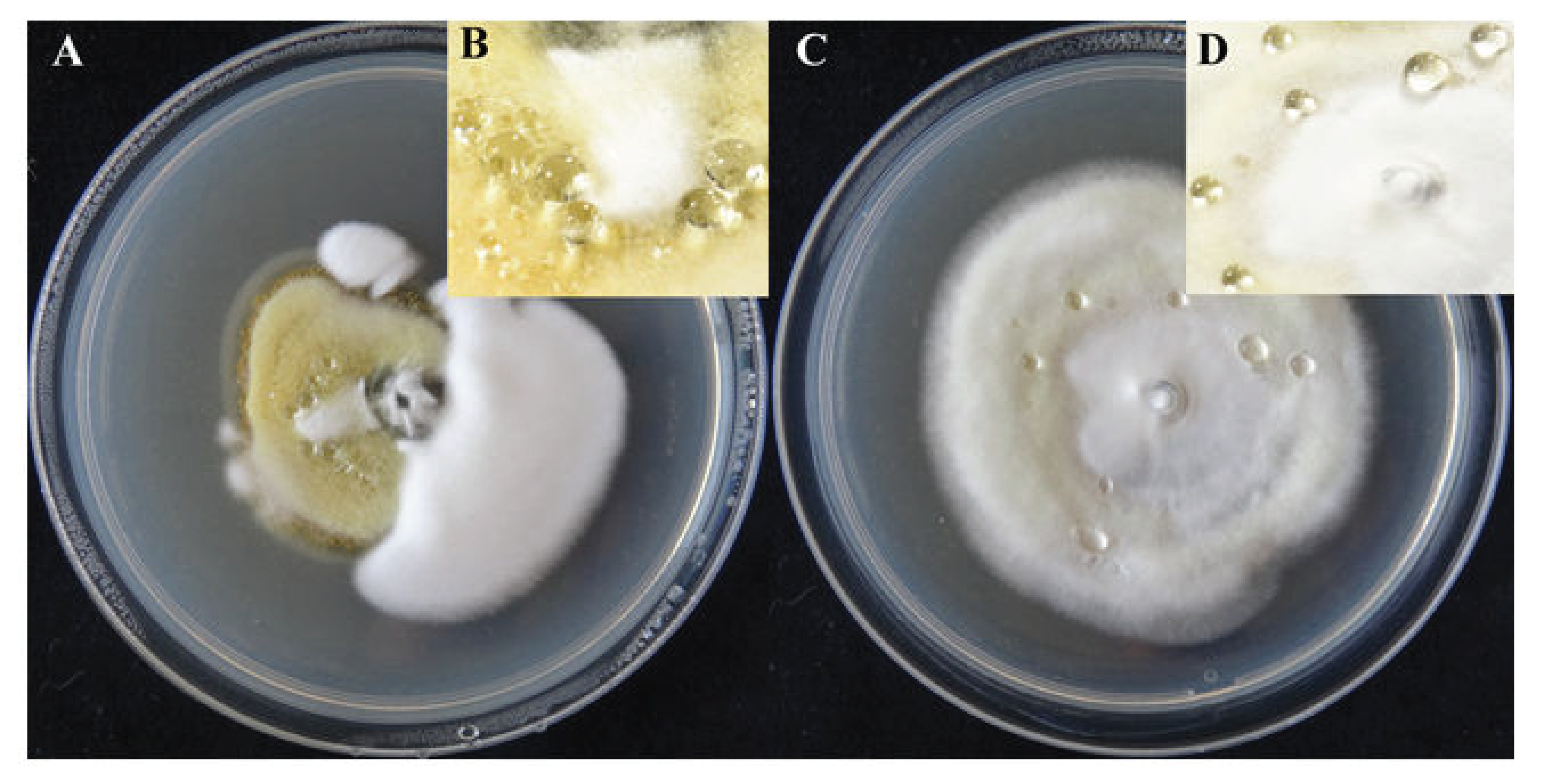 Pathogens 10 00364 g001 Pathogens 10 00364 g001